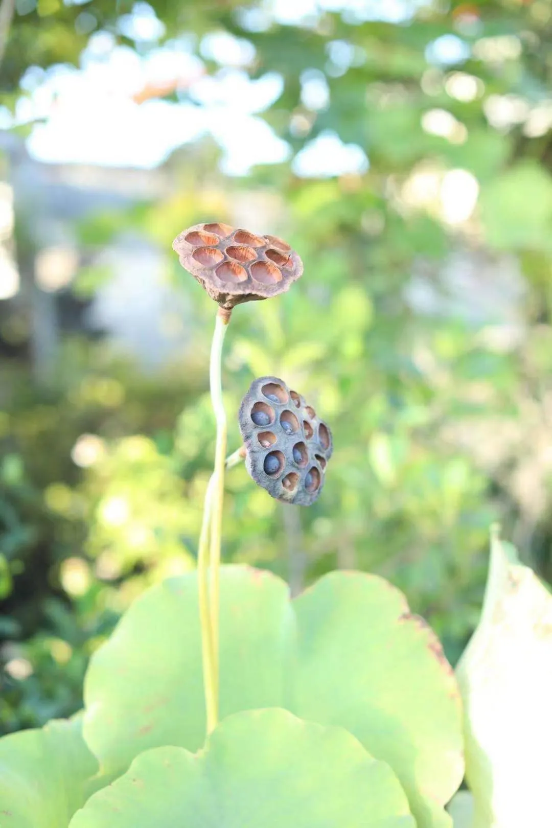 September Huizhou Inn