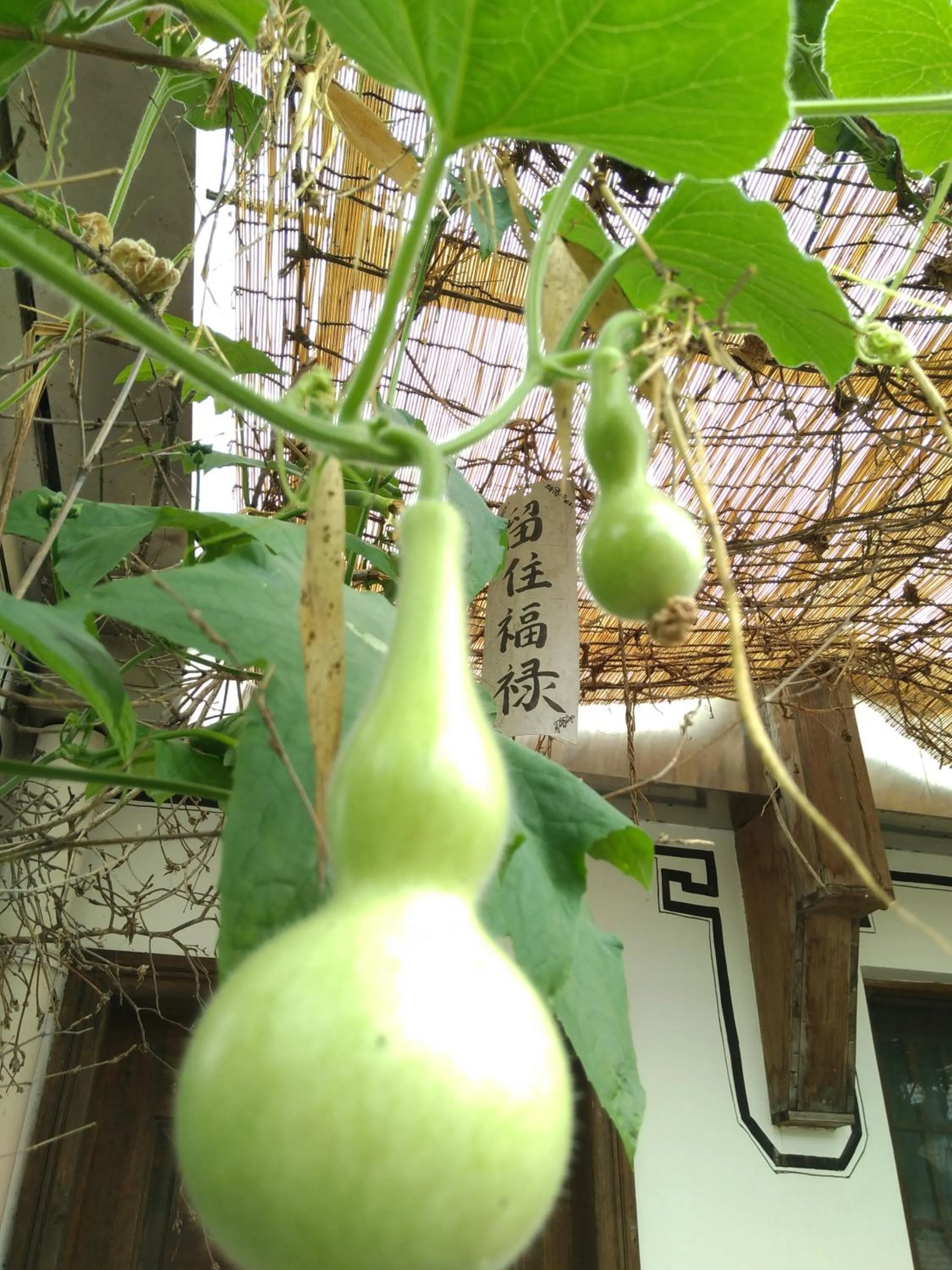 Garden in September Huizhou Inn