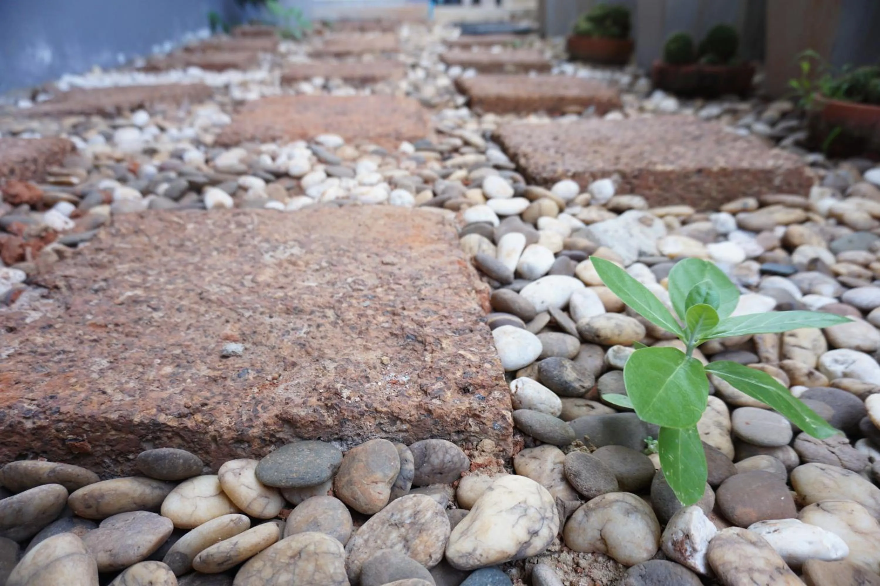 Garden in Chompu Nakarin Apartment