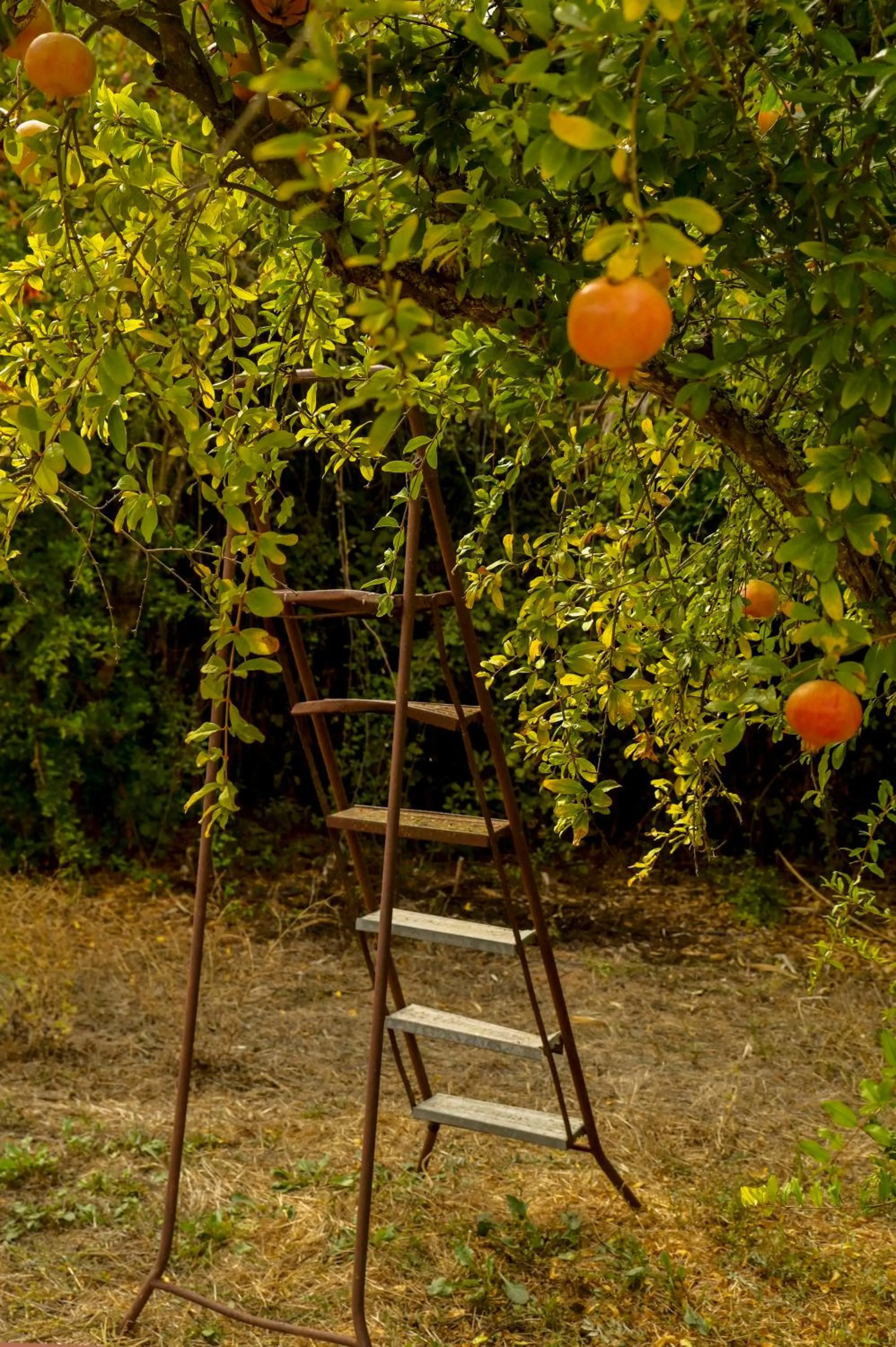 Natural landscape in Horta da Moura by WOT Signature