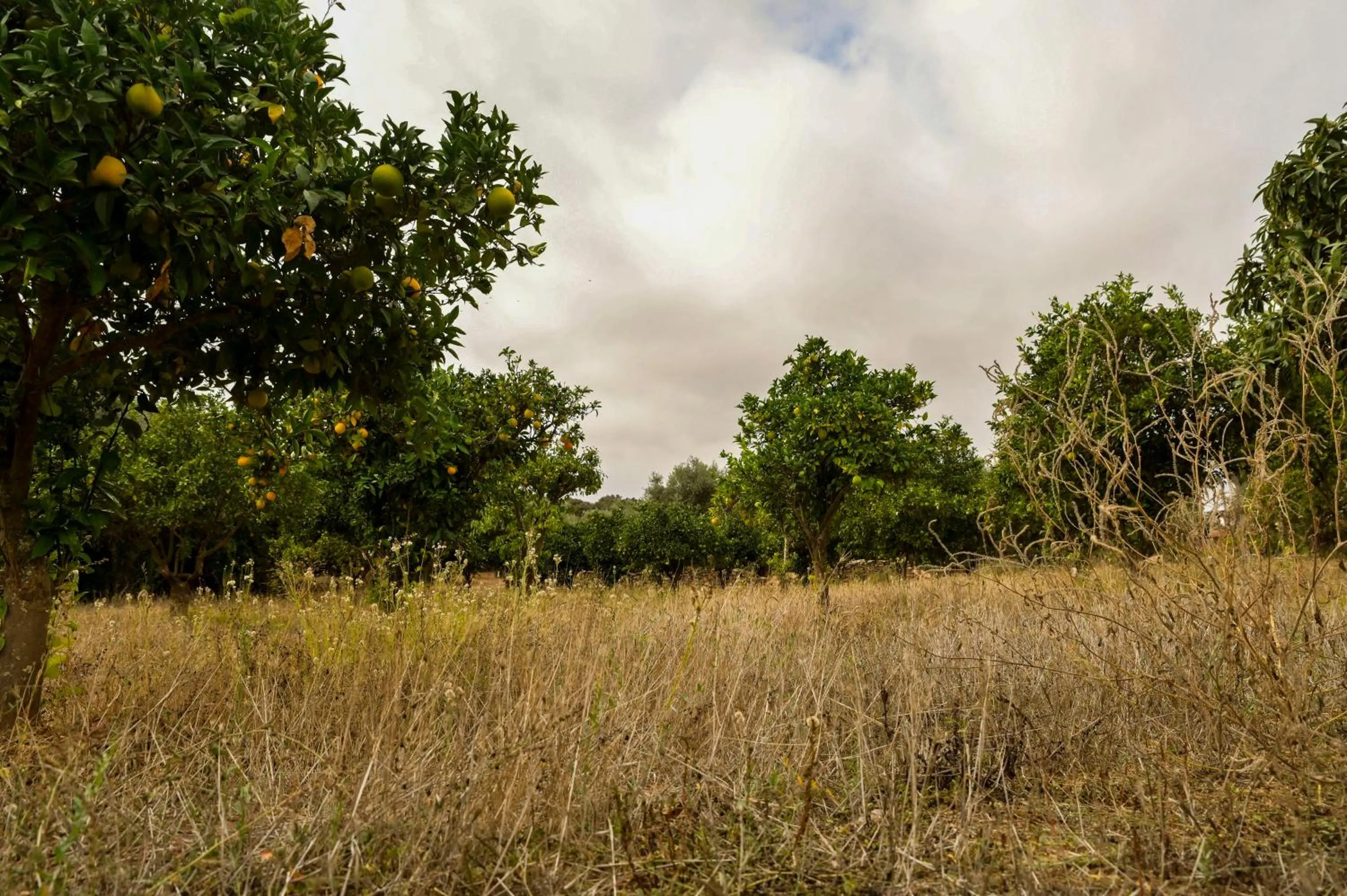 Natural landscape in Horta da Moura by WOT Signature