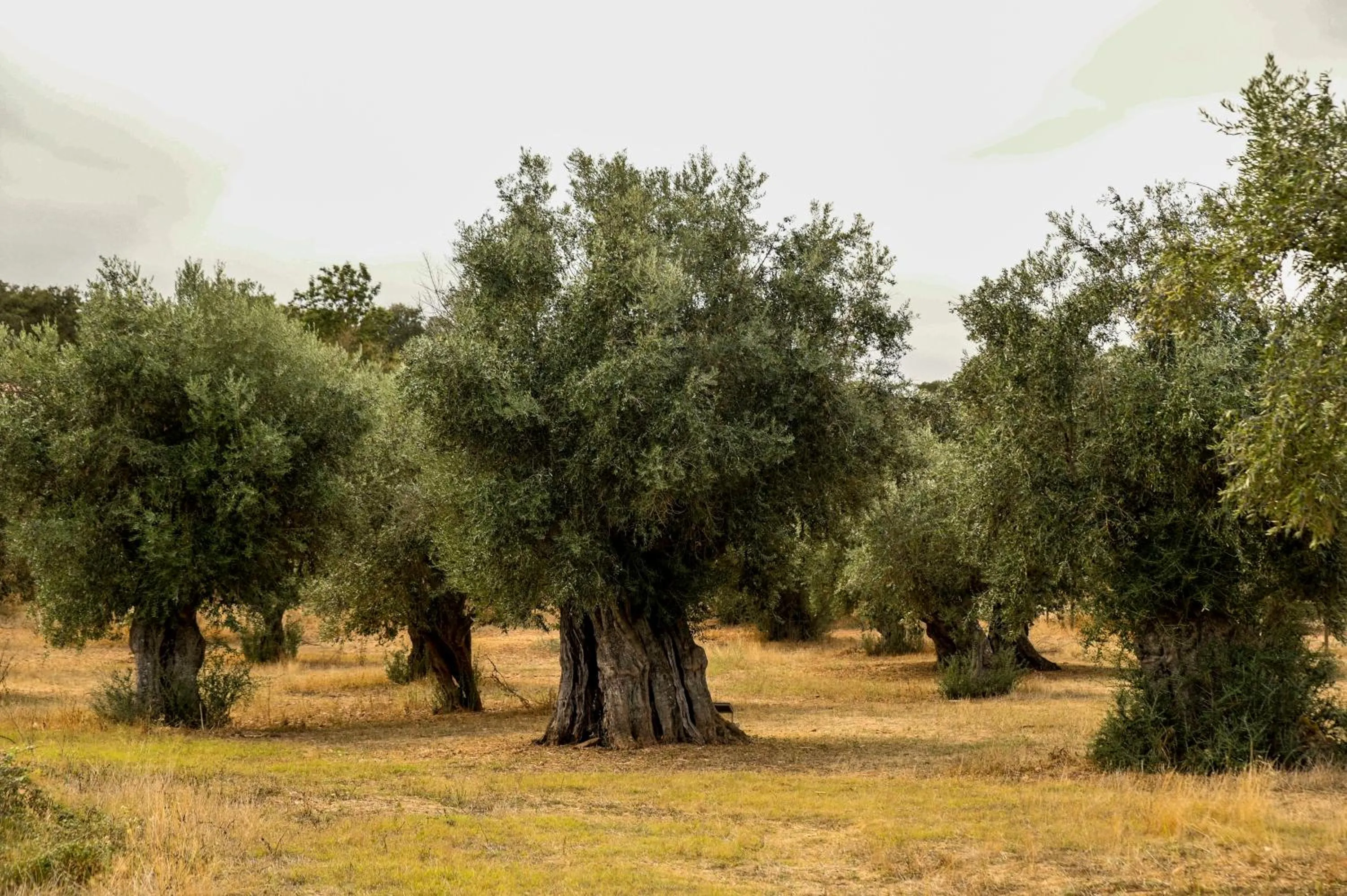Natural landscape in Horta da Moura by WOT Signature