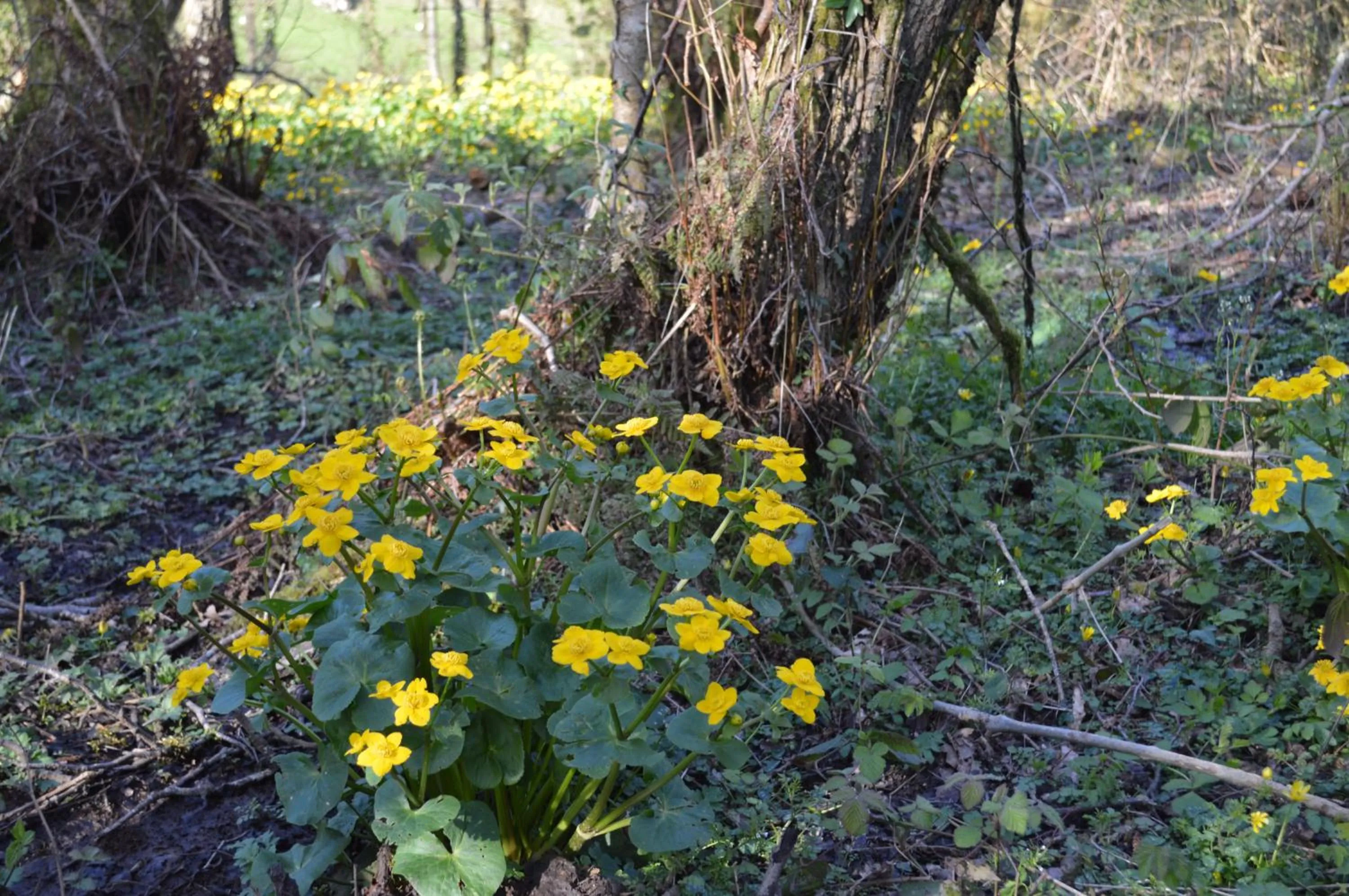 Garden view in Troedyrhiw Bed & Breakfast
