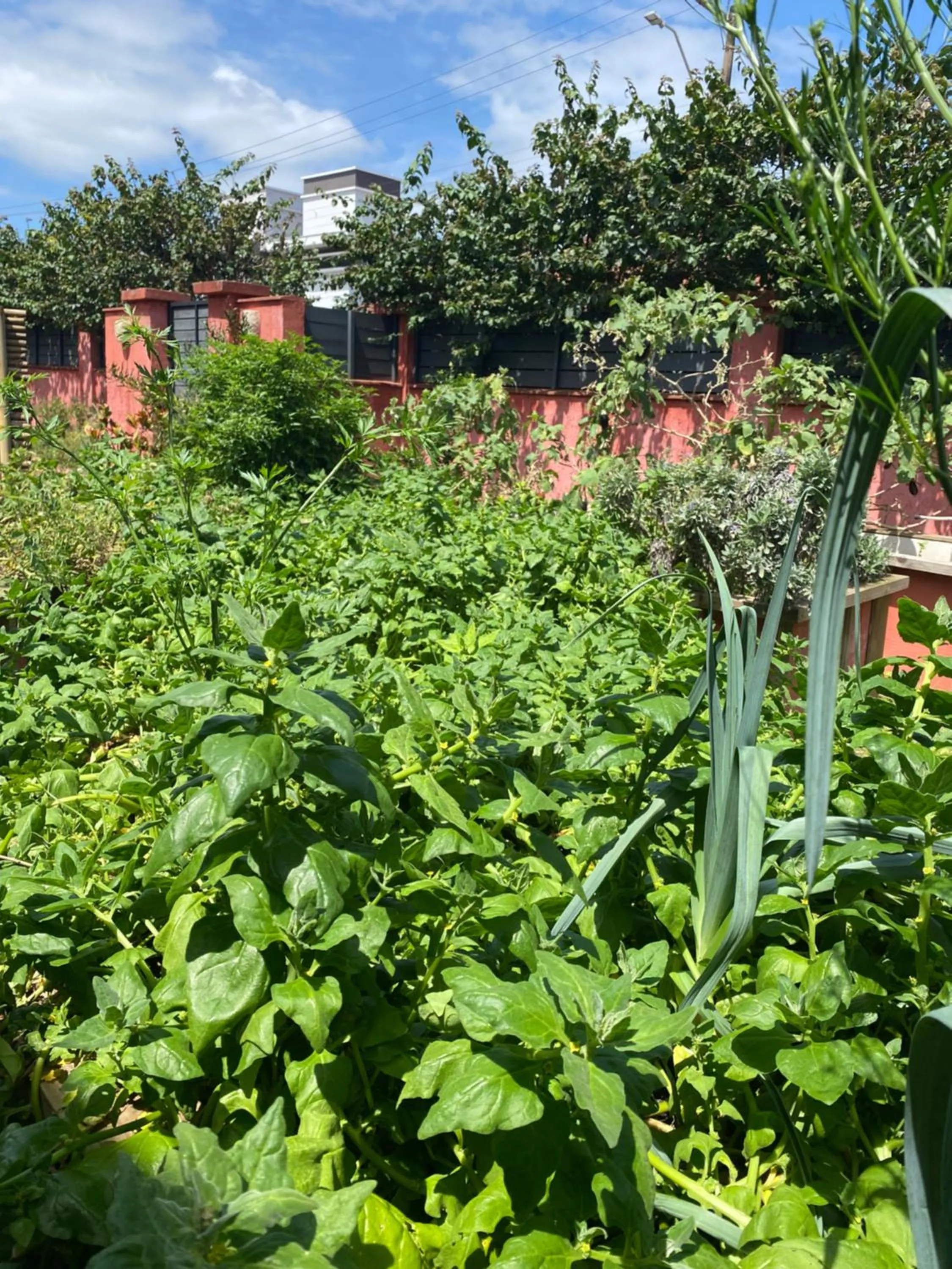 Garden in Janela de Marcia Bed and Breakfast
