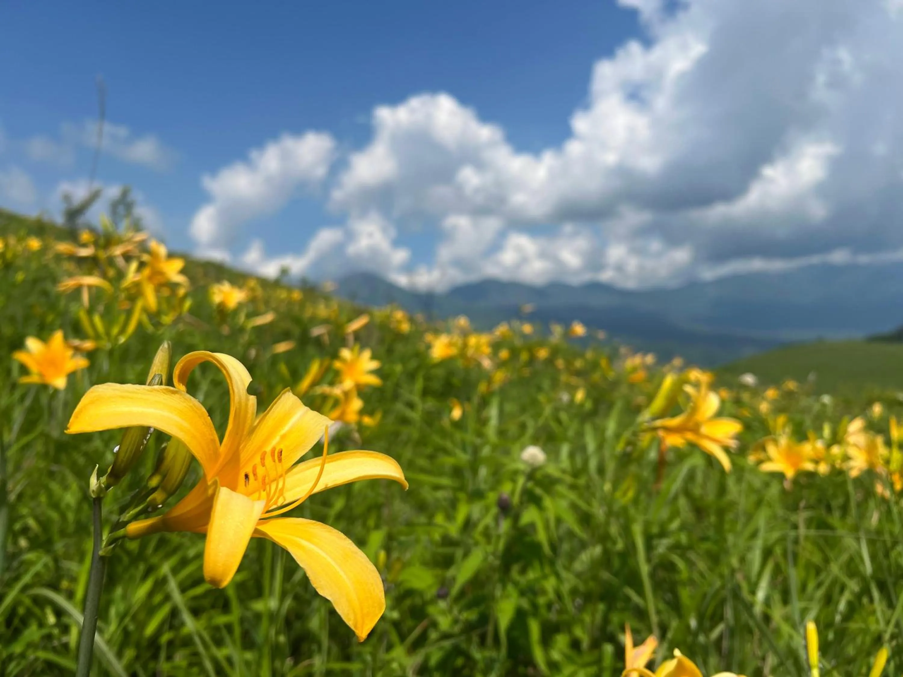 Nearby landmark in Pension Wildflowers