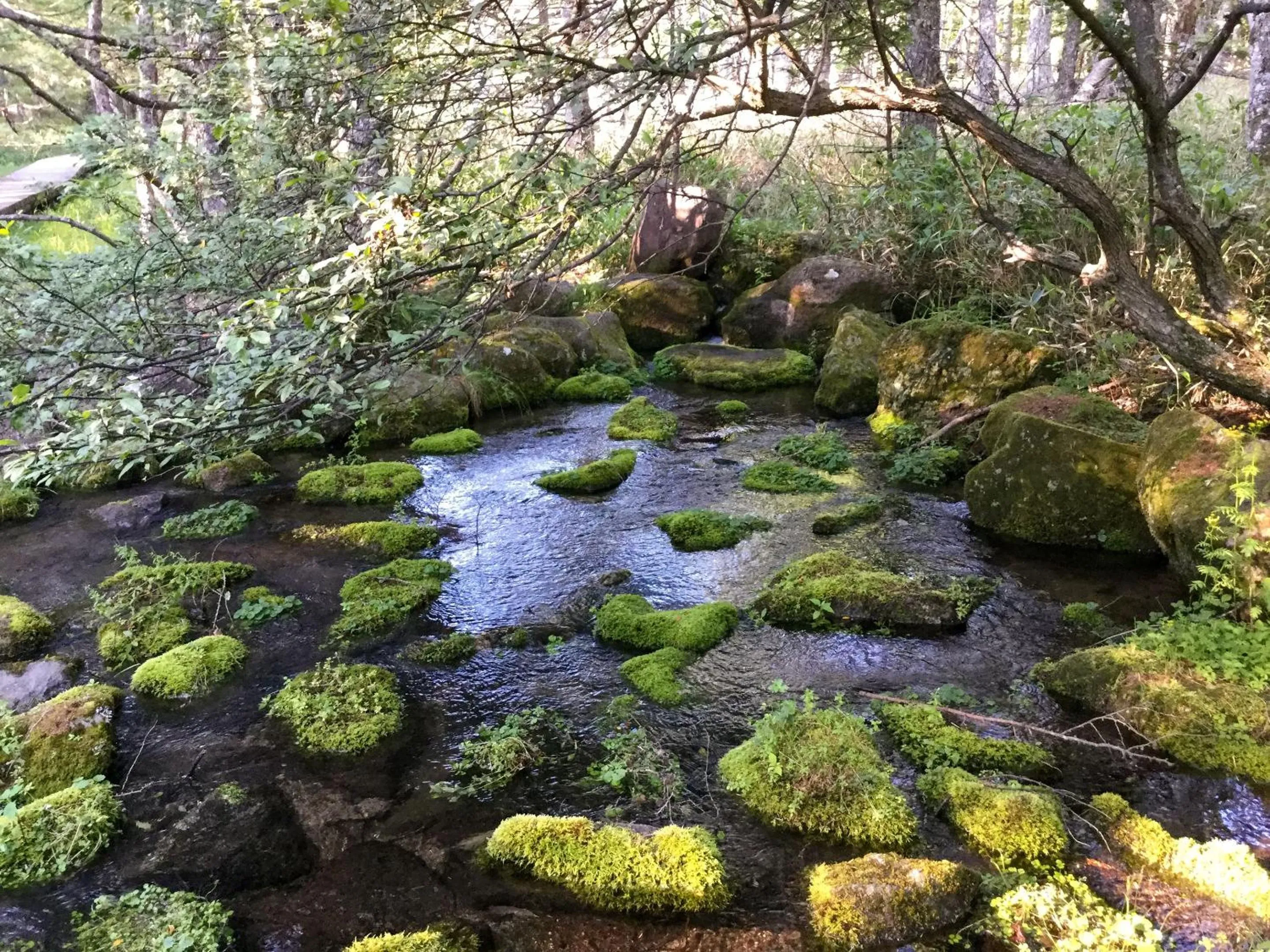 Nearby landmark in Pension Wildflowers