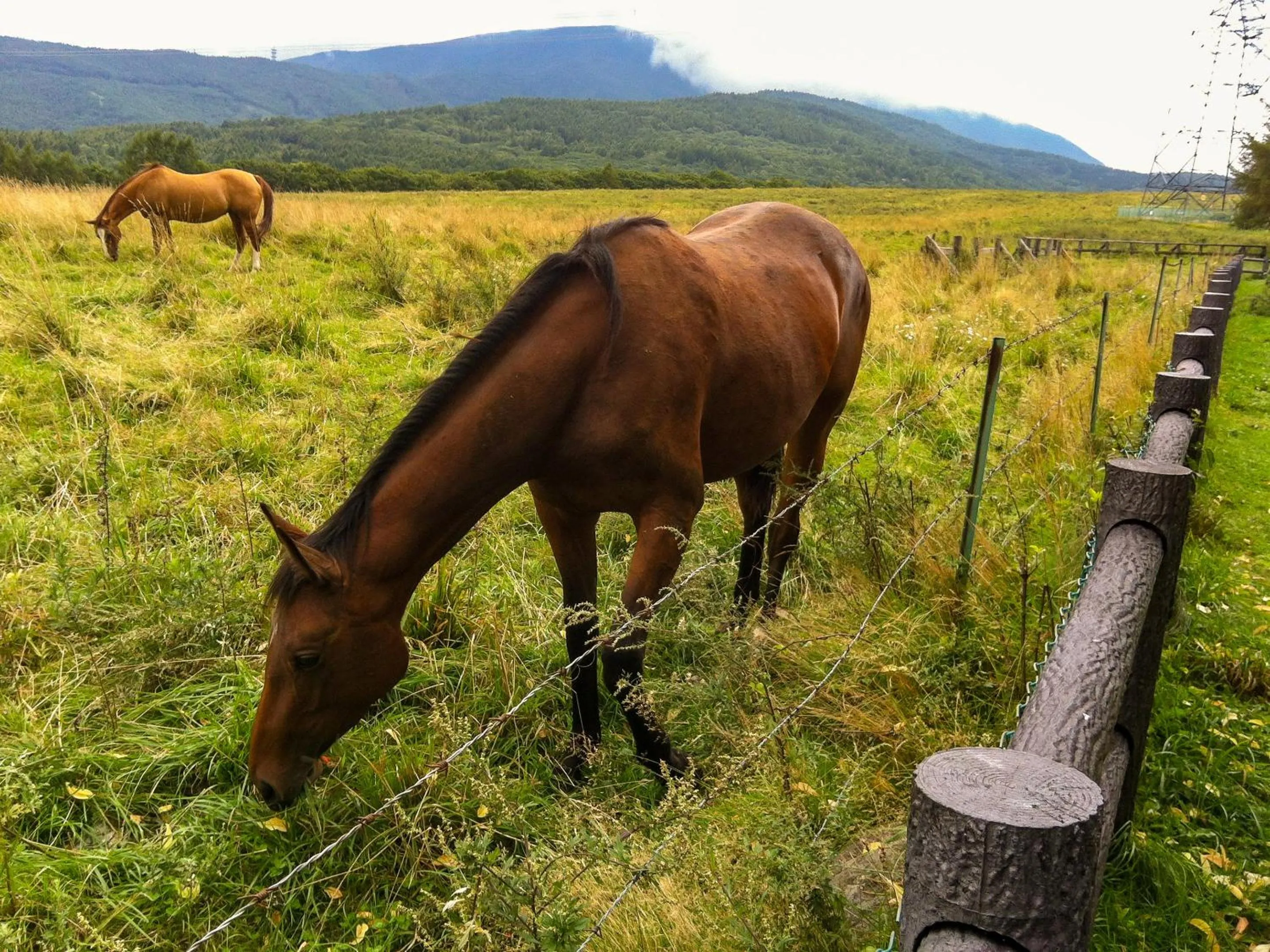 Nearby landmark in Pension Wildflowers