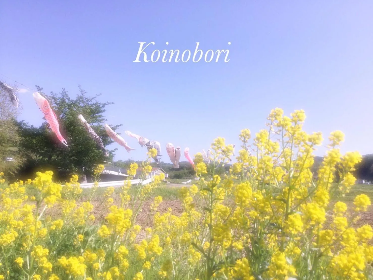 Spring in Pension Wildflowers