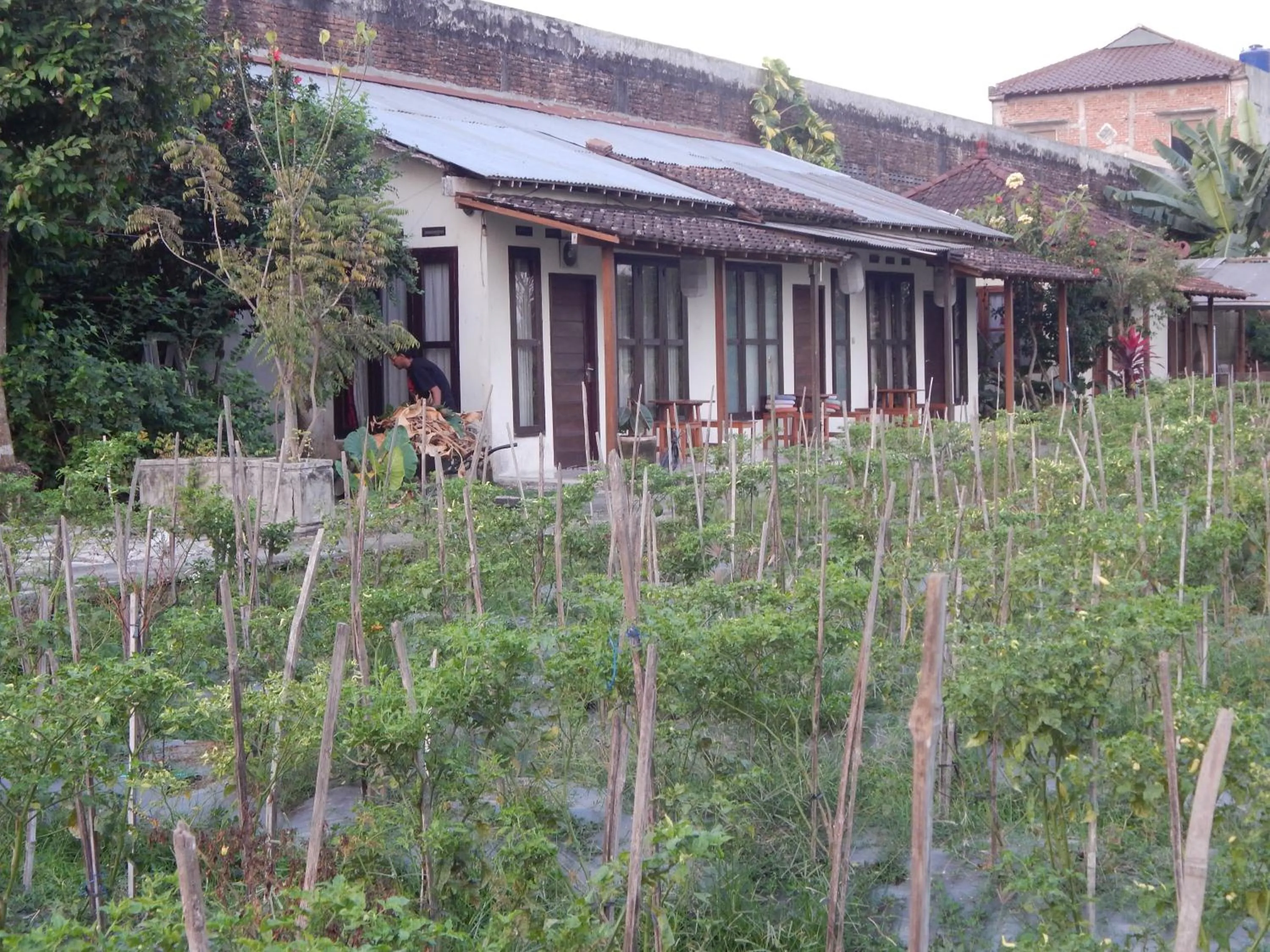 Property building in Rosella Cottages - Homestay - Yogyakarta