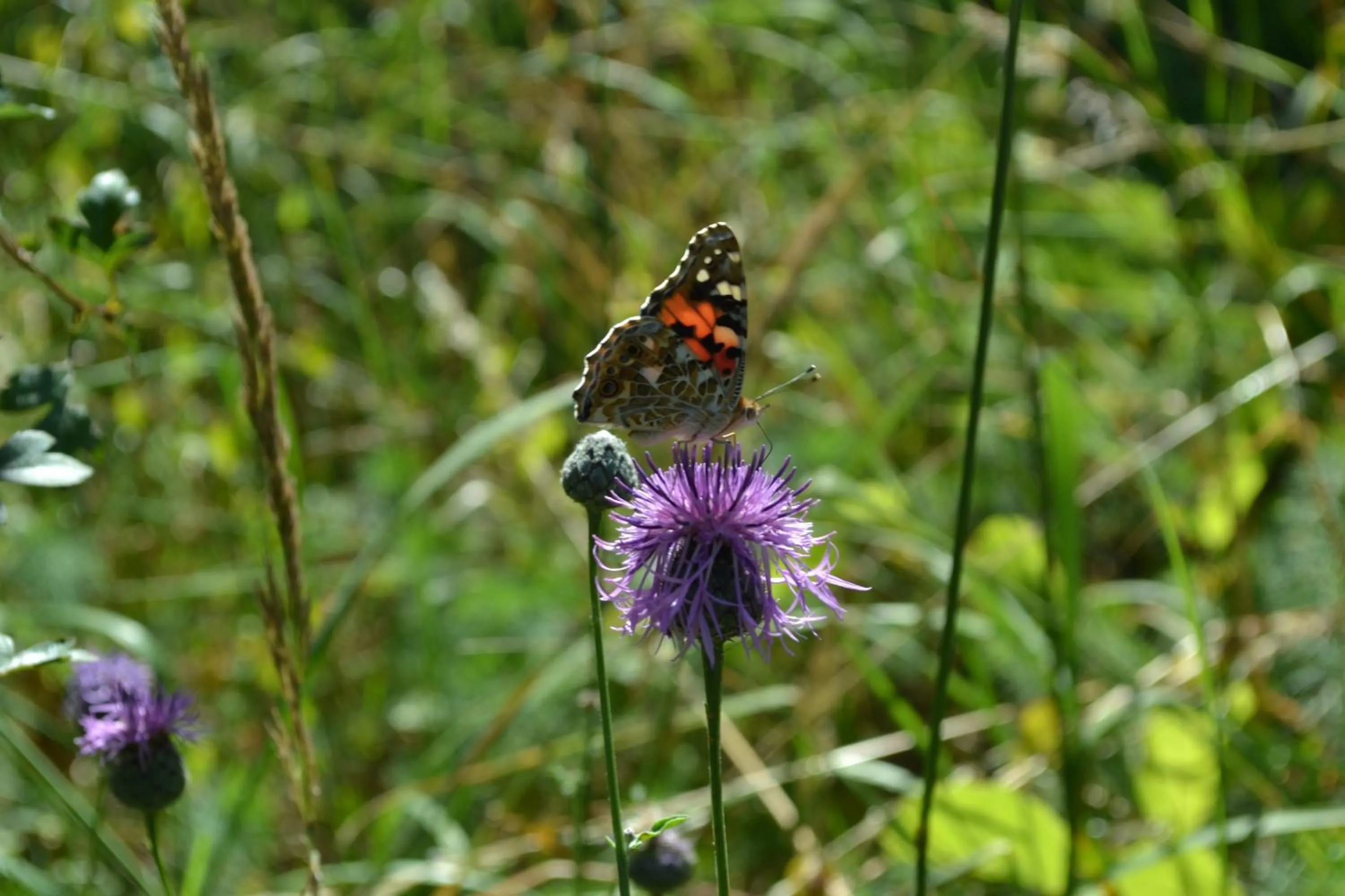 Animals in Villa Vinica
