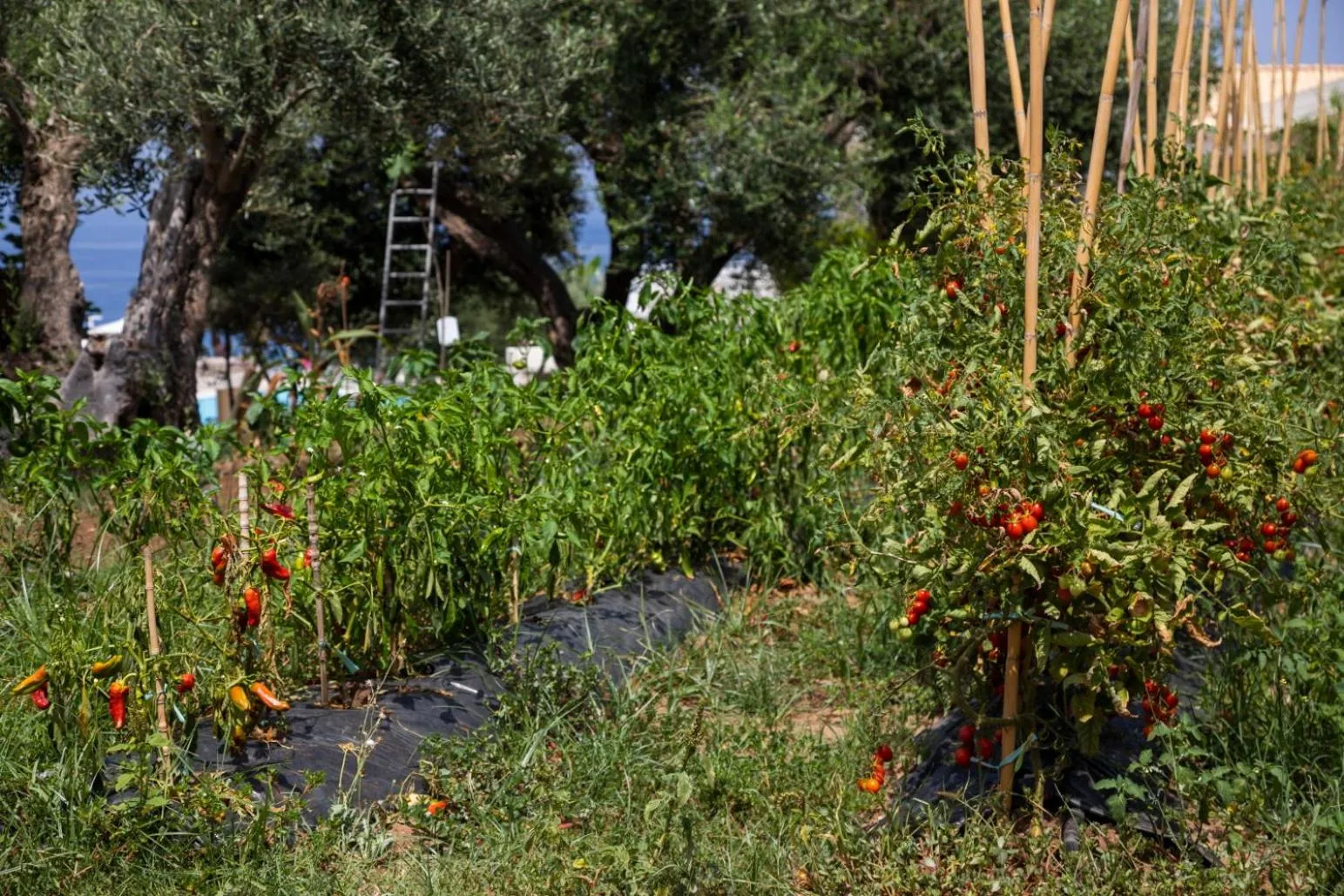 Natural landscape in La Meridiana