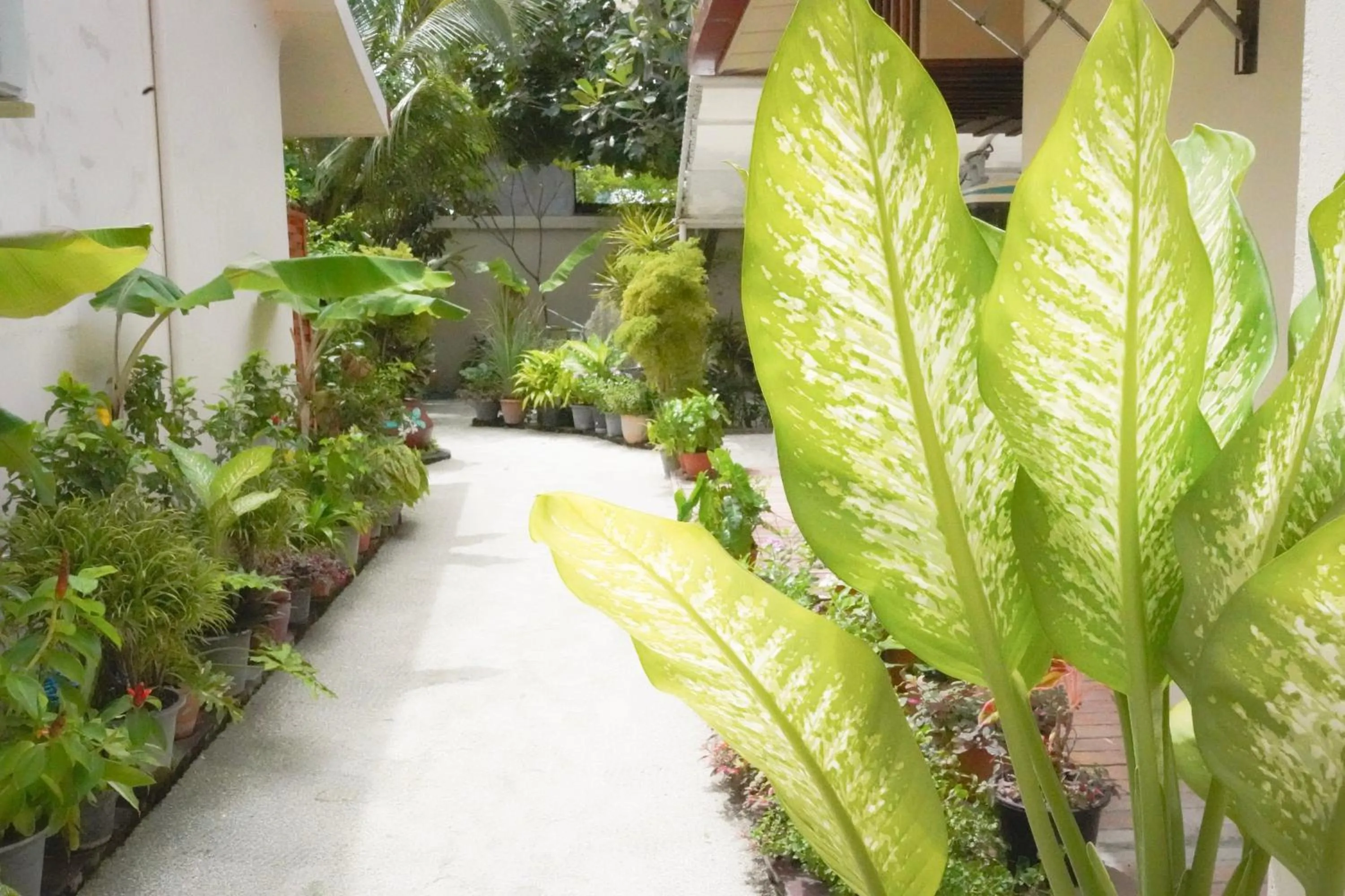 Garden in Banyan Villa Maldives Dhangethi
