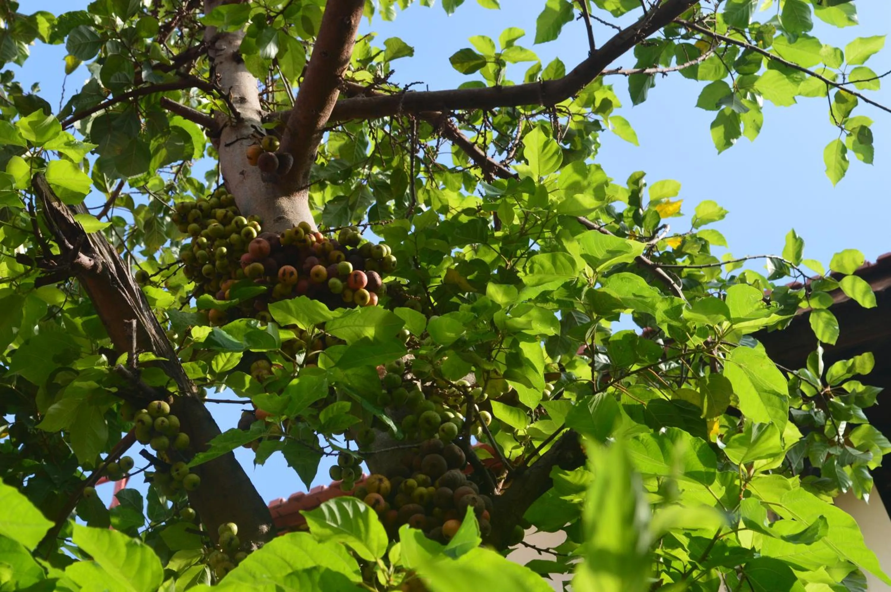 Garden in Villa Orchid Garden Riverside Hoi An