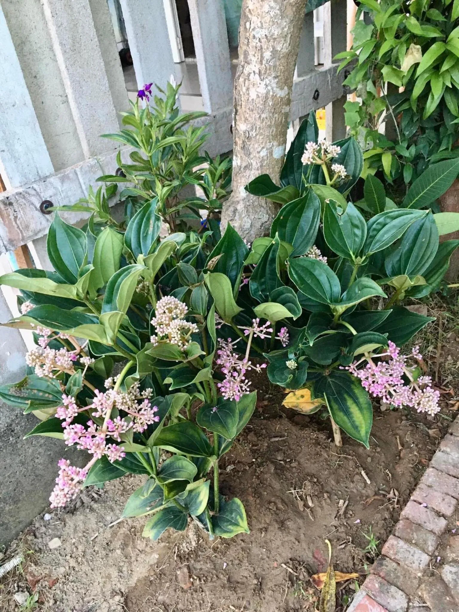 Garden in Villa Orchid Garden Riverside Hoi An