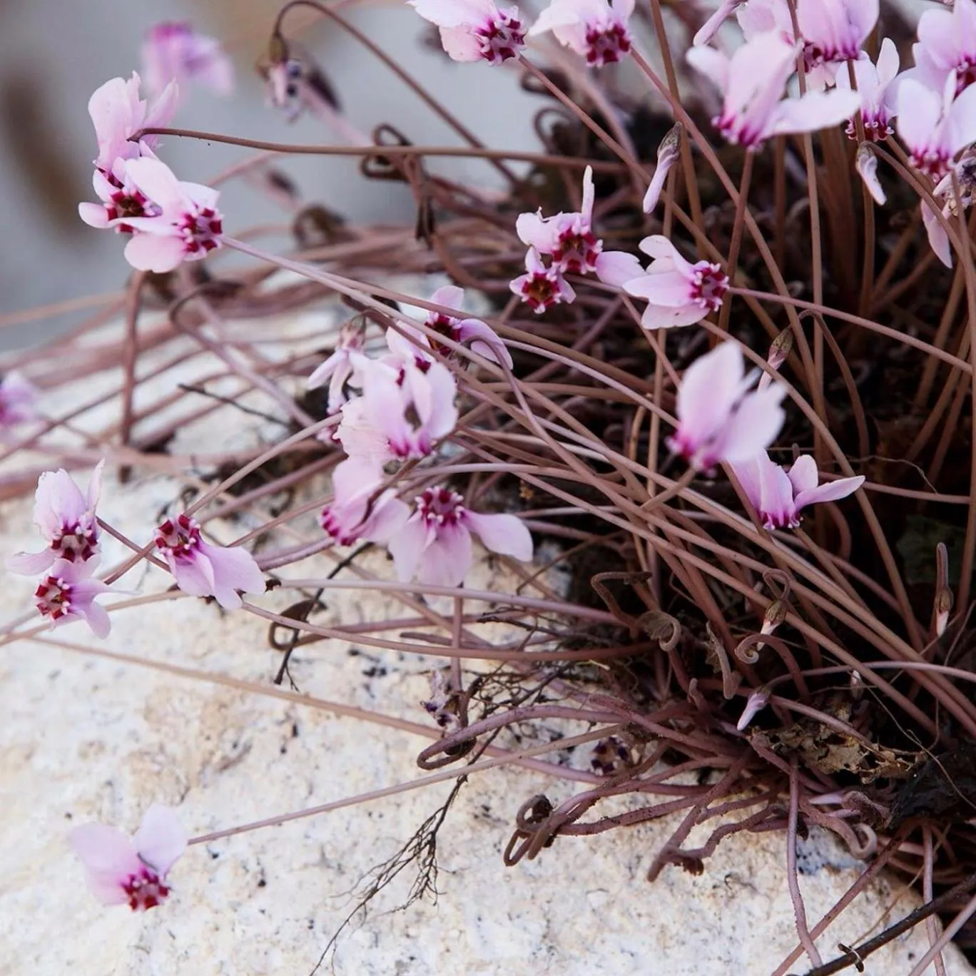 Kalderimi Country House