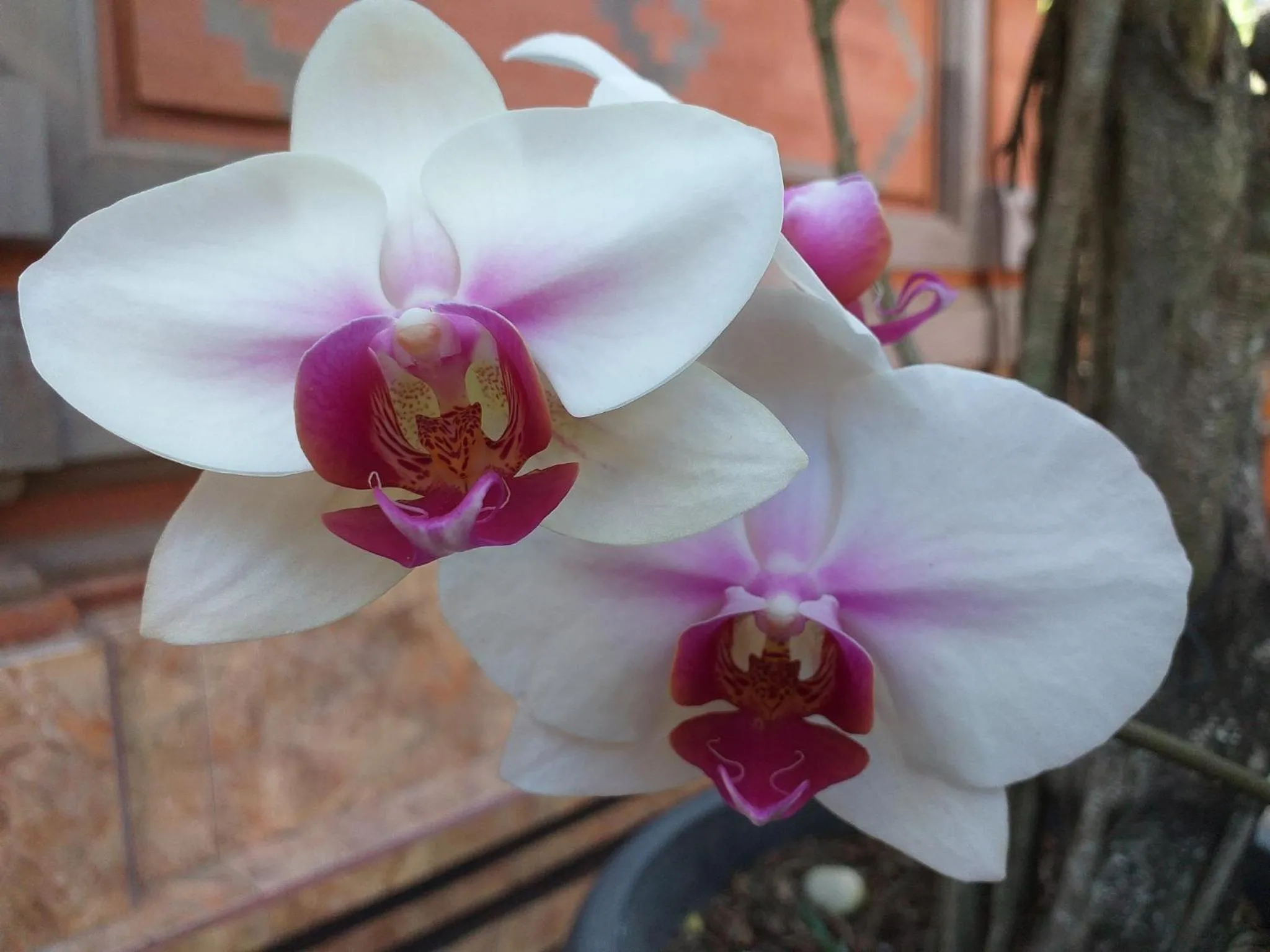 Decorative detail in Puri Asri Bungalow Ubud