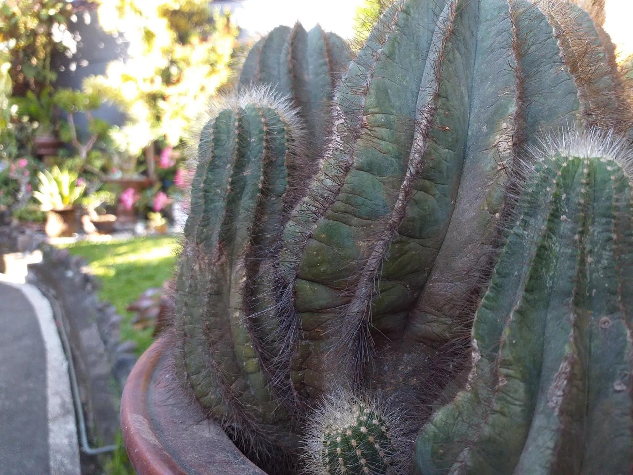 Garden in Puri Asri Bungalow Ubud