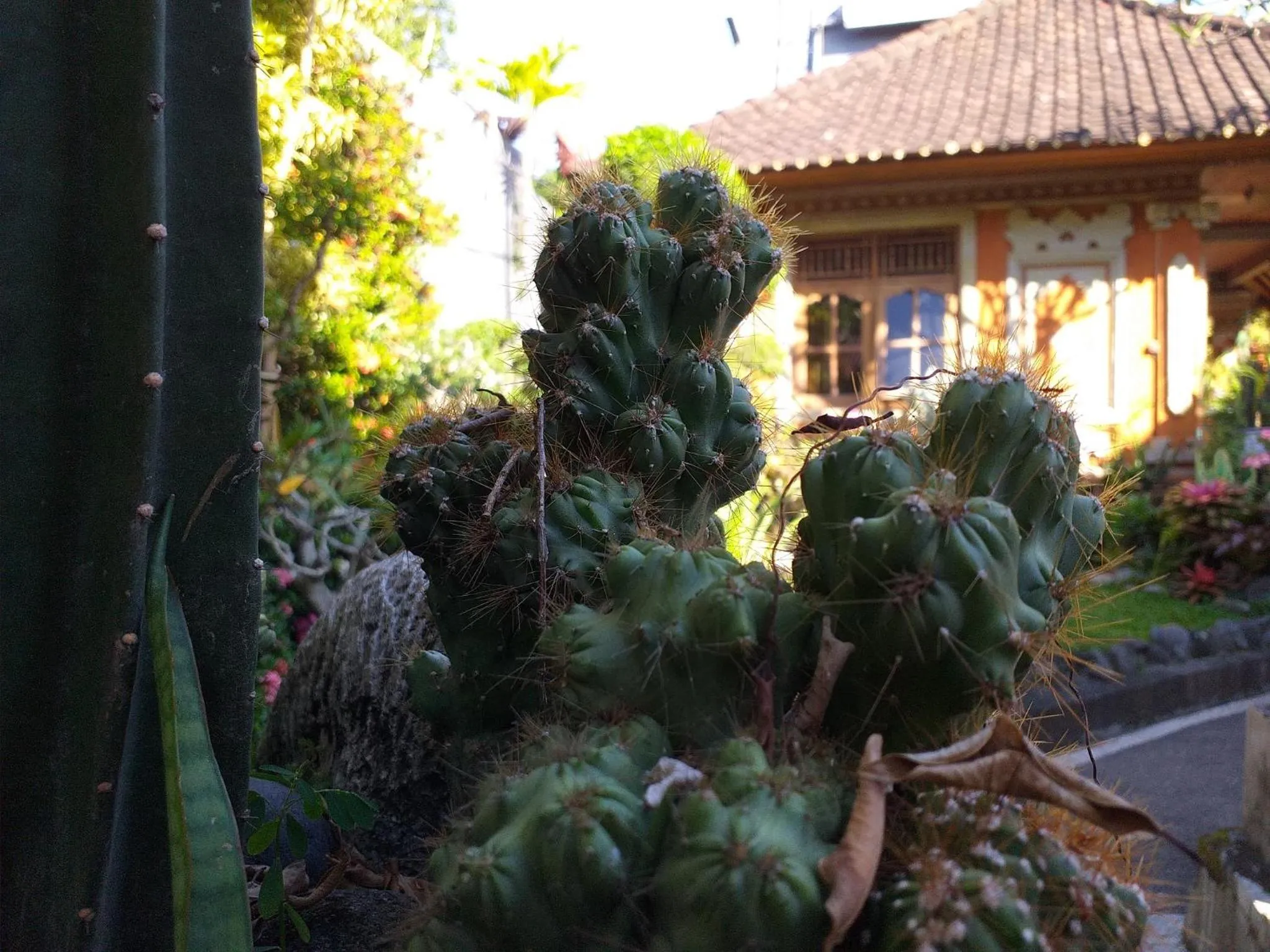 Garden in Puri Asri Bungalow Ubud