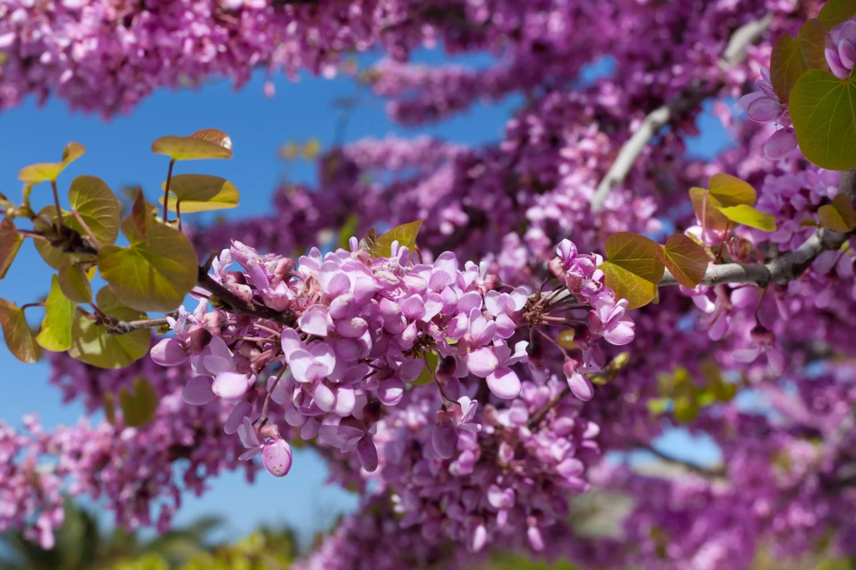 Garden in Villa Casa Del Sol Syros