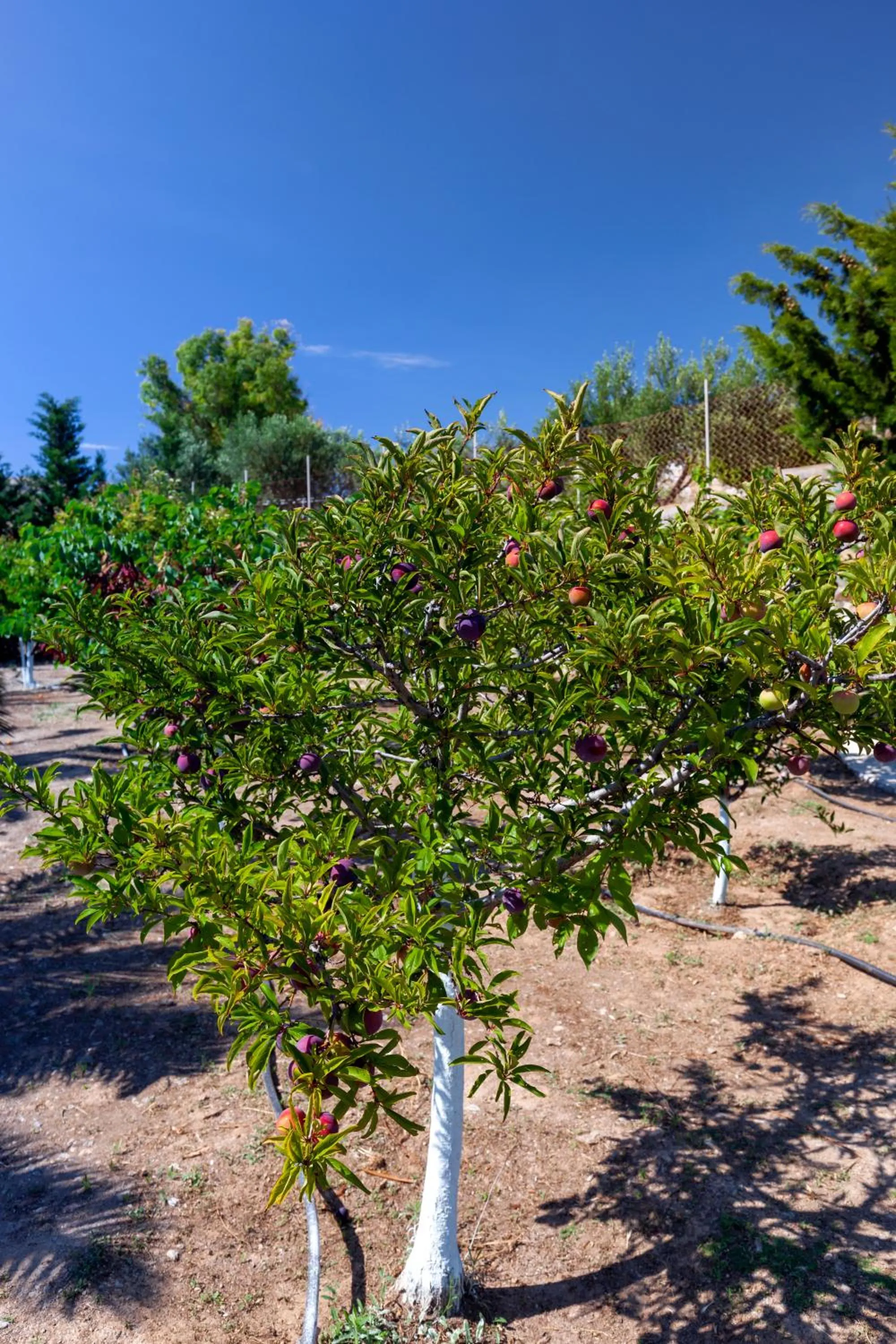 Garden in Villa Casa Del Sol Syros