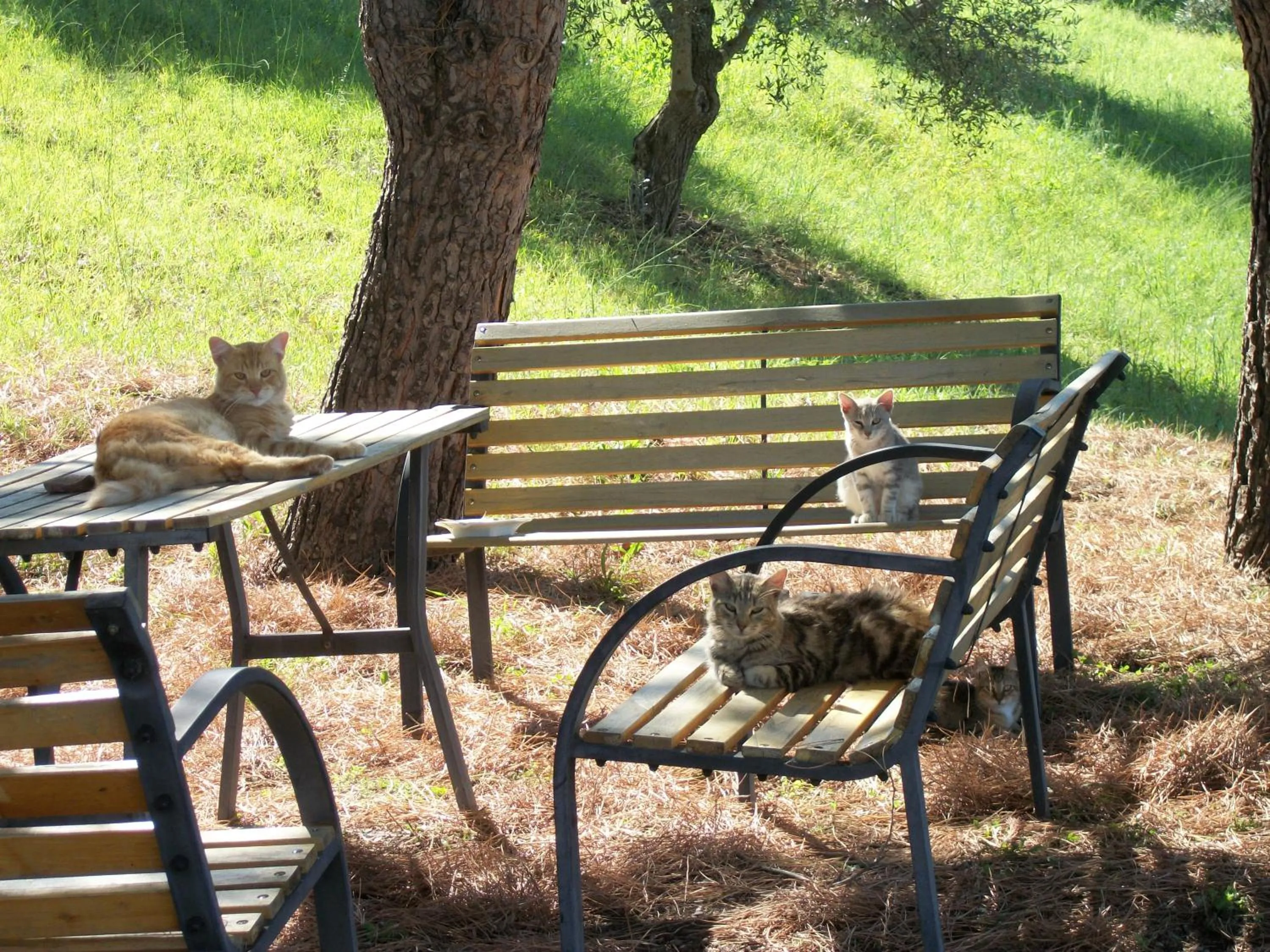Garden in Le Poiane B&B Vacanze