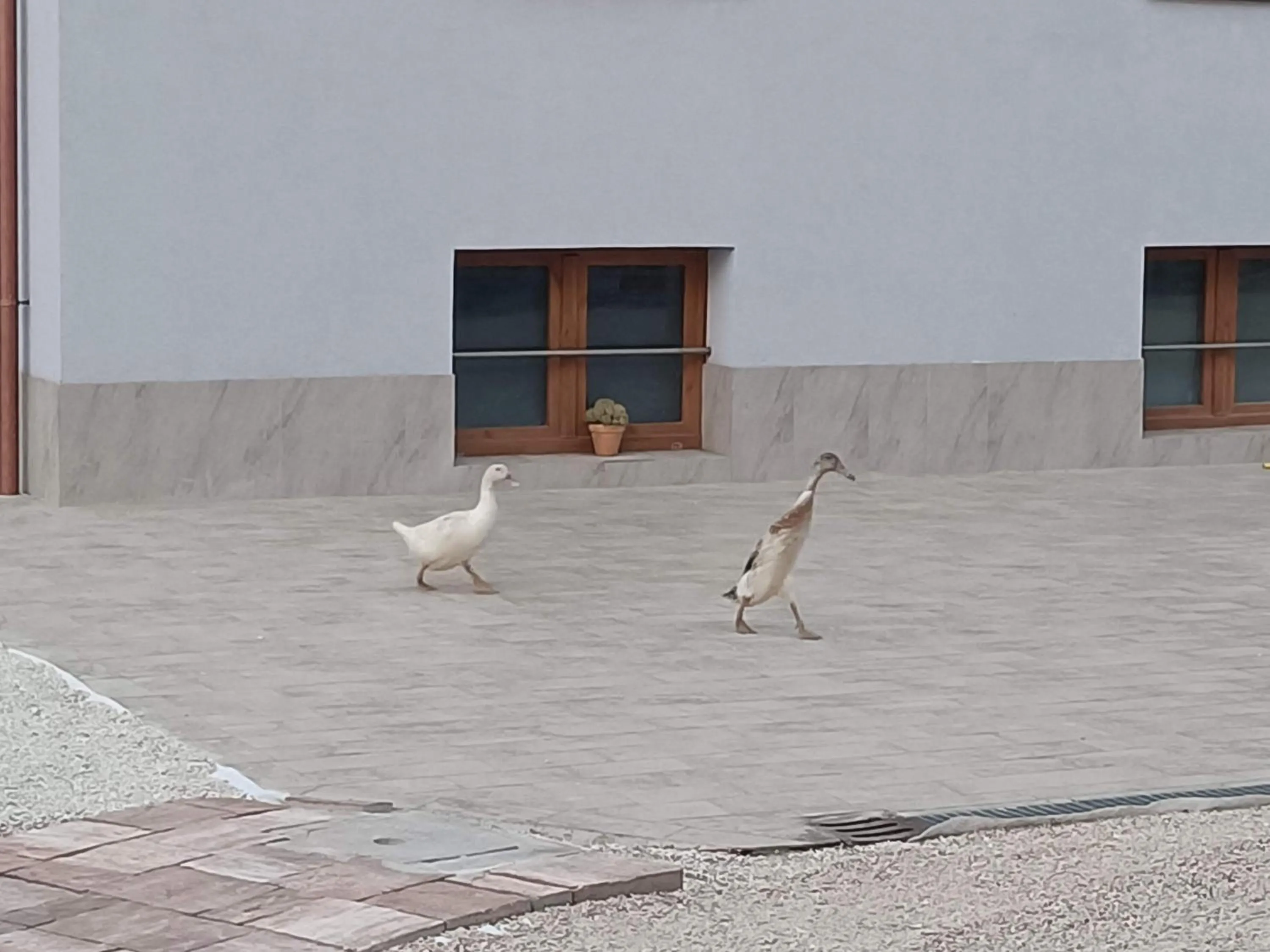 Animals in Villa del Parco