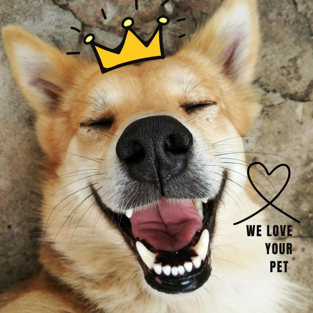 Pets in Grantsburg Inn