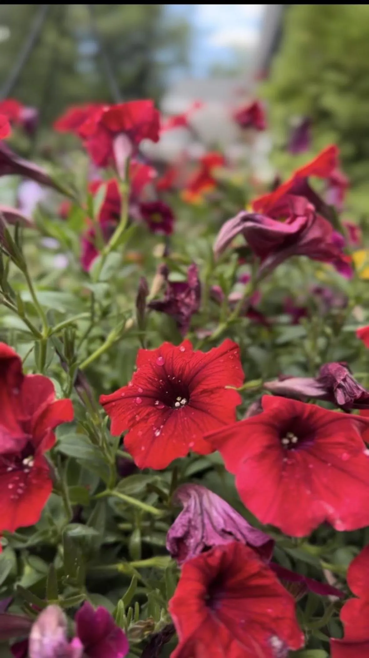 Property building in Hotel Civilia Lakeside by Civilia Golf Retreat