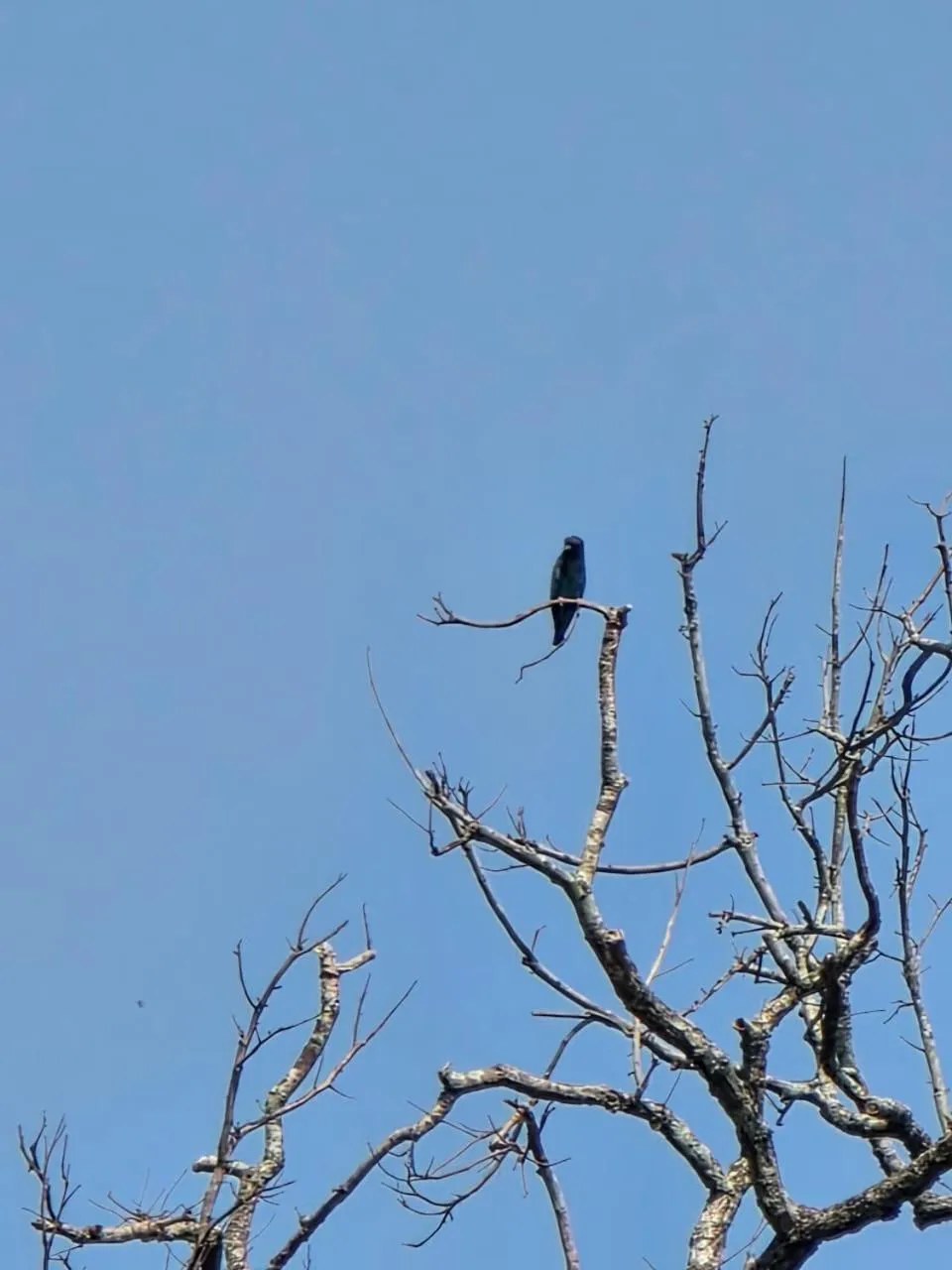 Animals in Siddhartha Wildlife Retreat