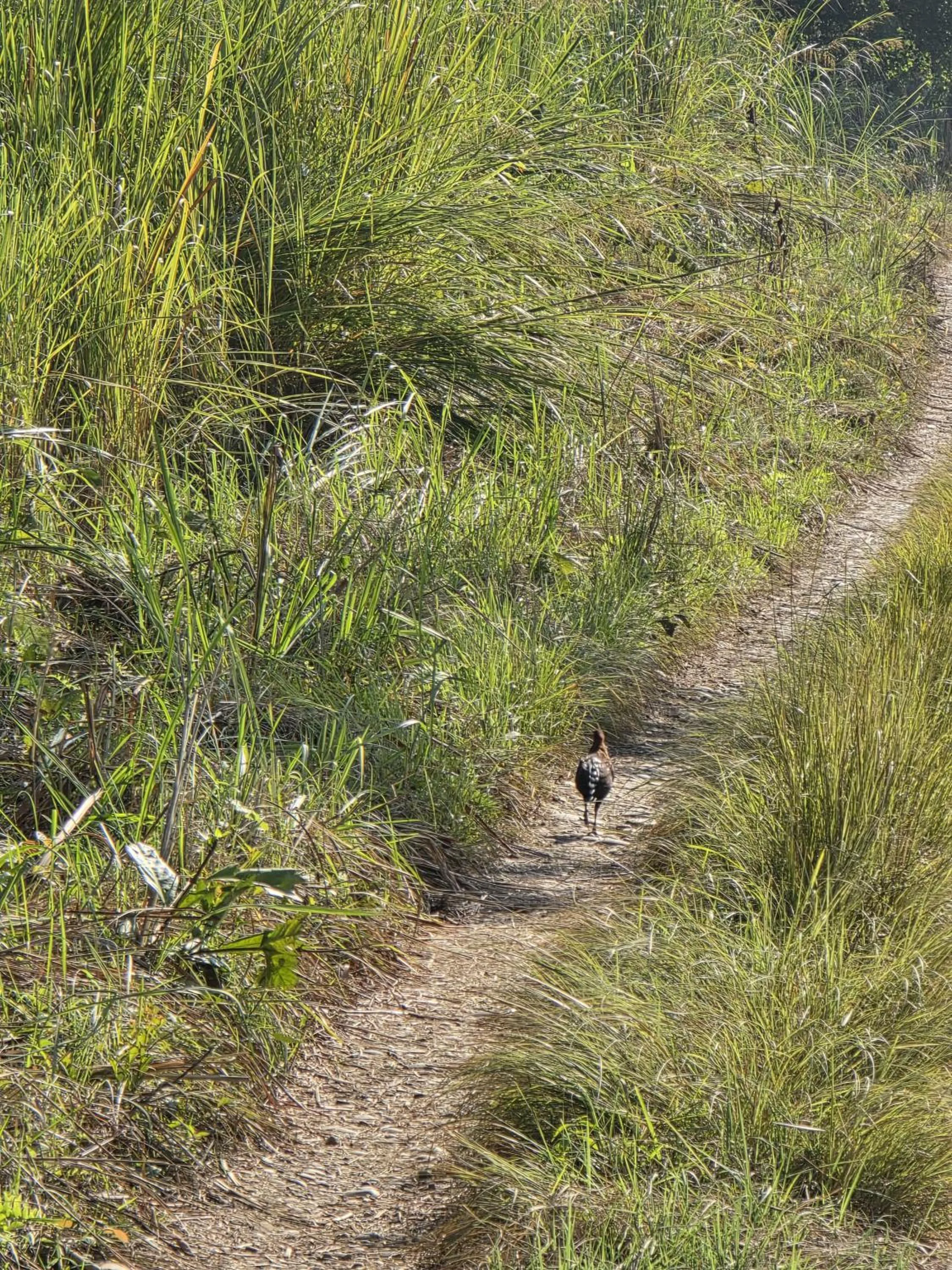 Day in Siddhartha Wildlife Retreat
