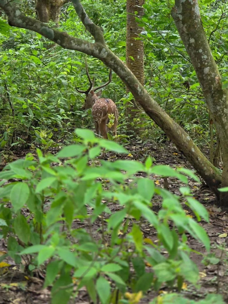 Day in Siddhartha Wildlife Retreat