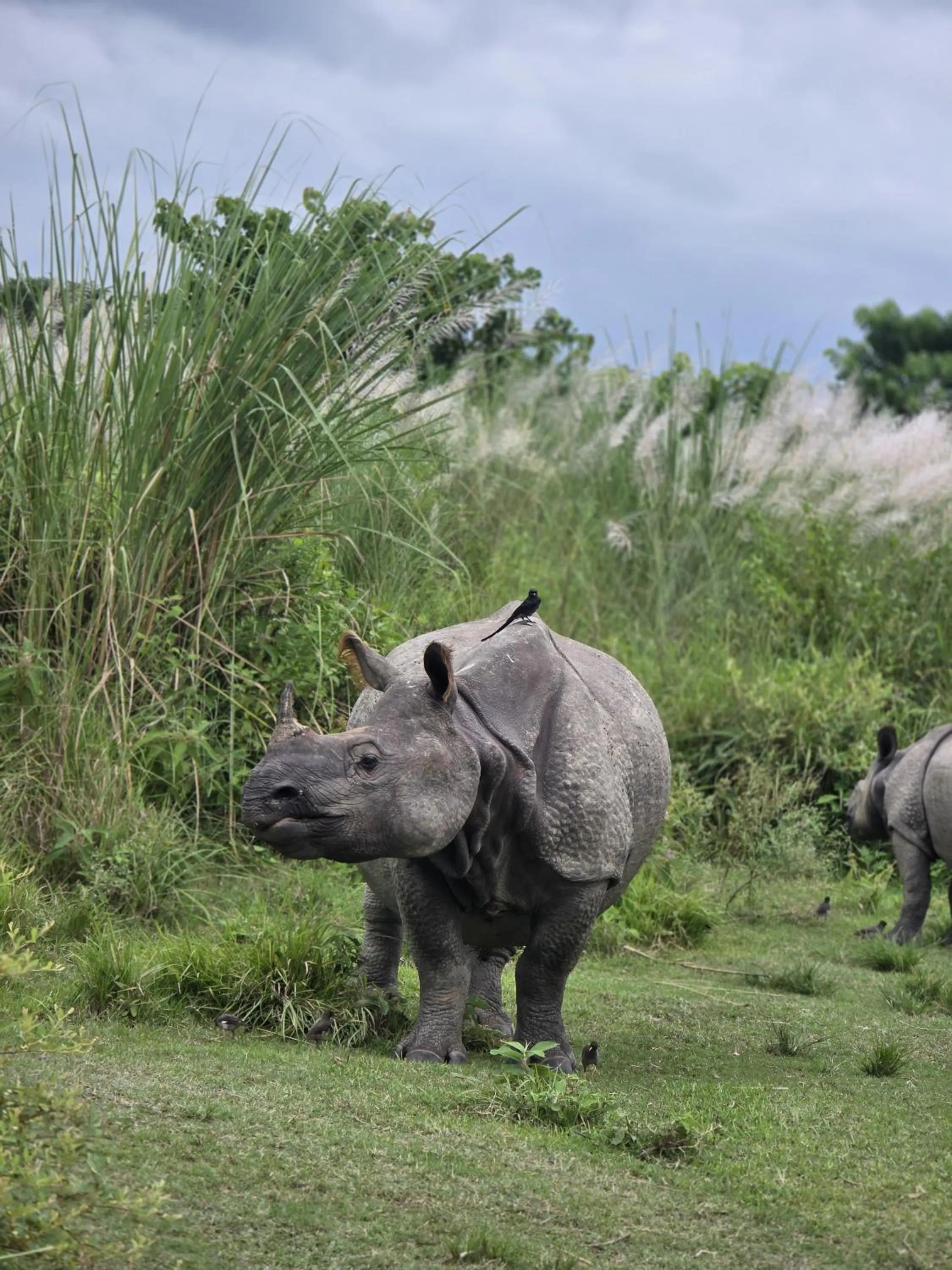 Animals in Siddhartha Wildlife Retreat