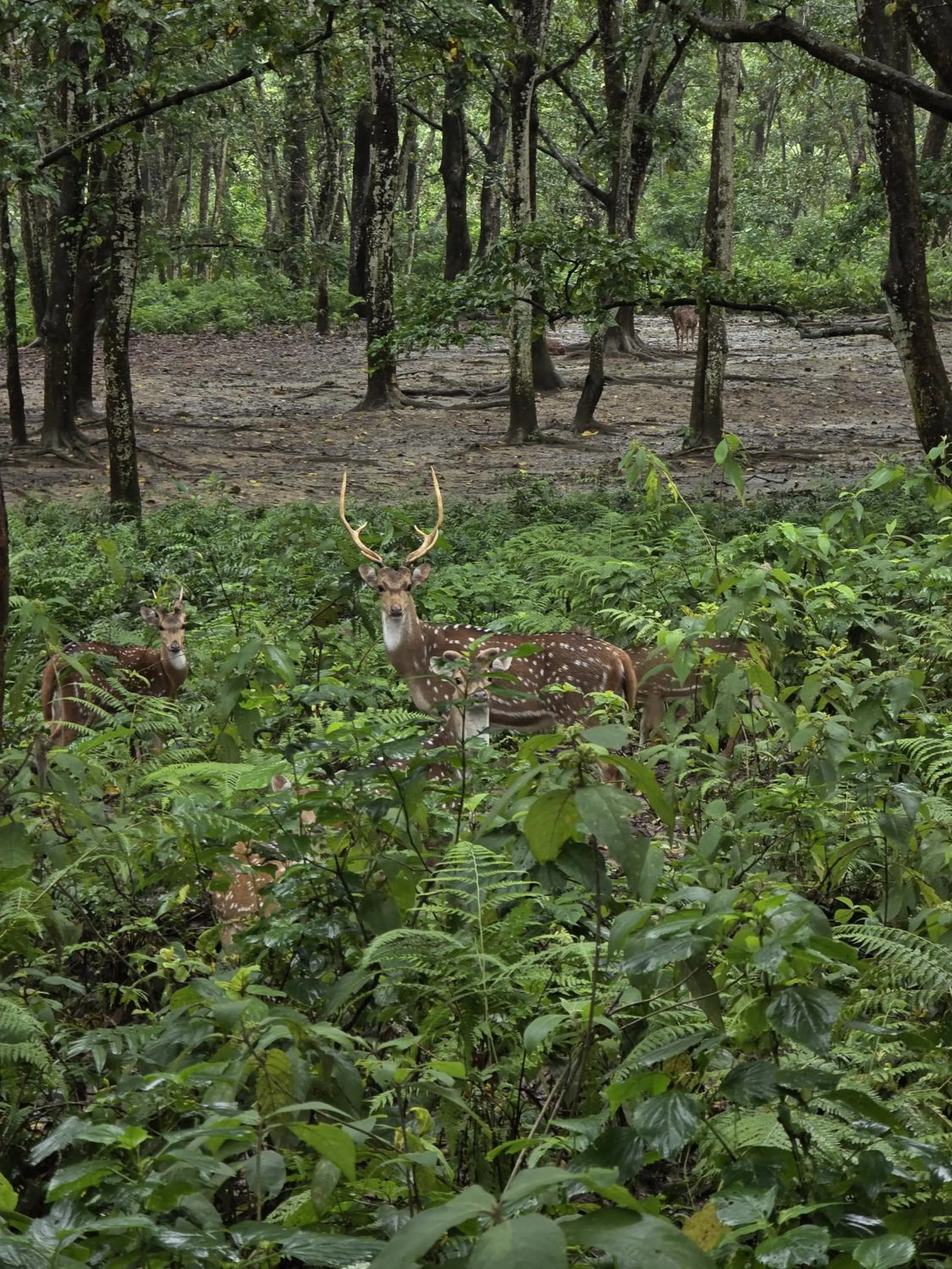 Natural landscape in Siddhartha Wildlife Retreat