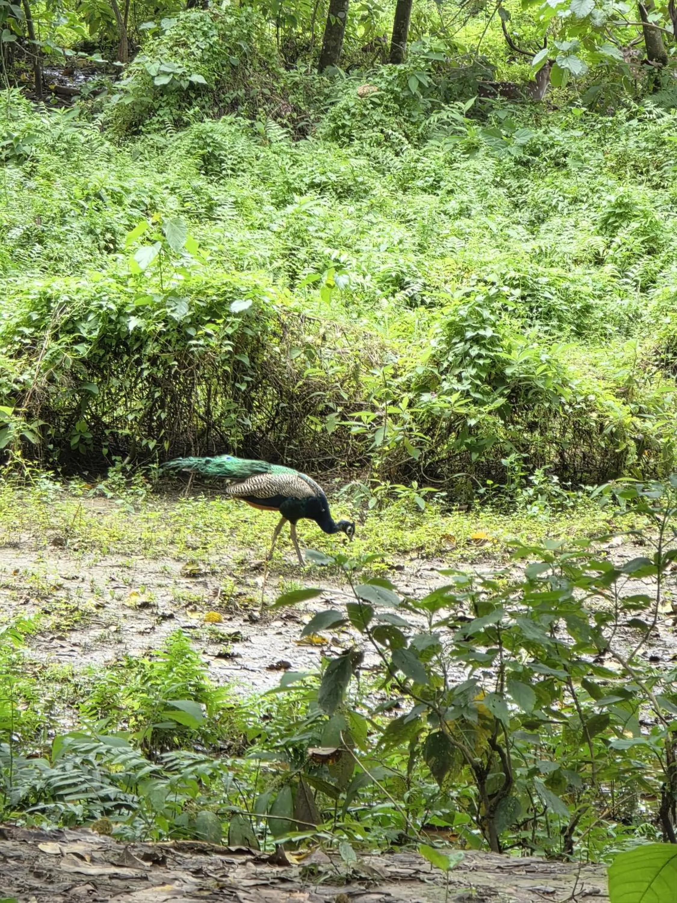 Natural landscape in Siddhartha Wildlife Retreat