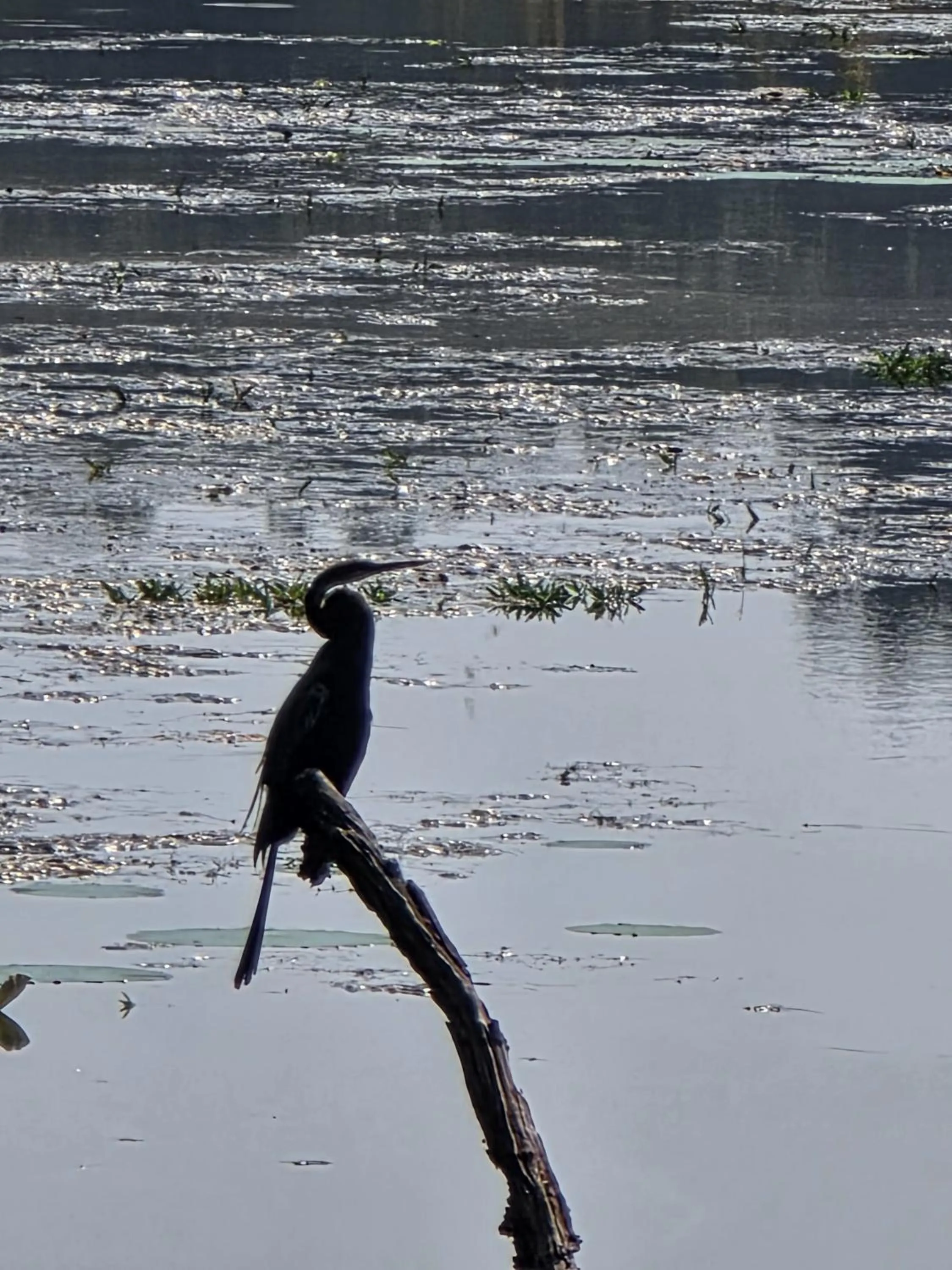 Animals in Siddhartha Wildlife Retreat