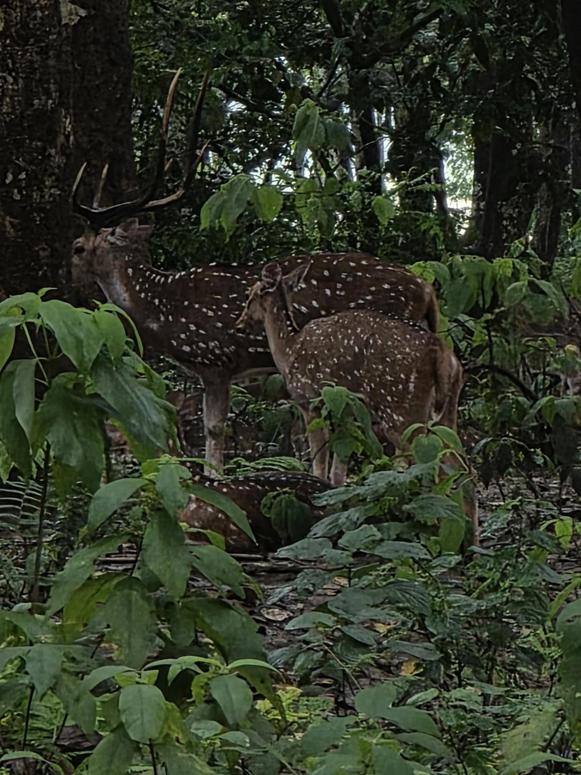 Natural landscape in Siddhartha Wildlife Retreat