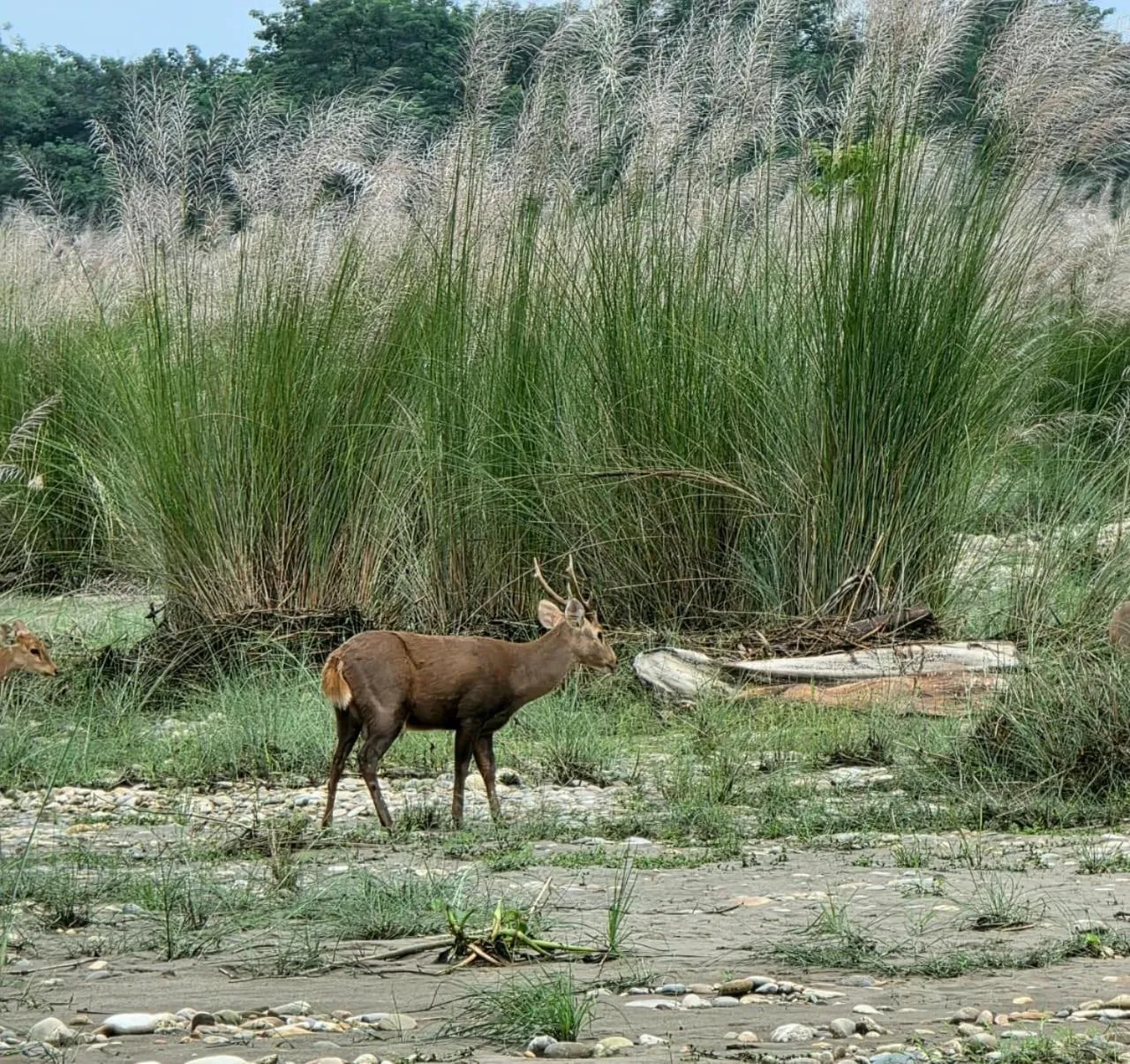 Activities in Siddhartha Wildlife Retreat