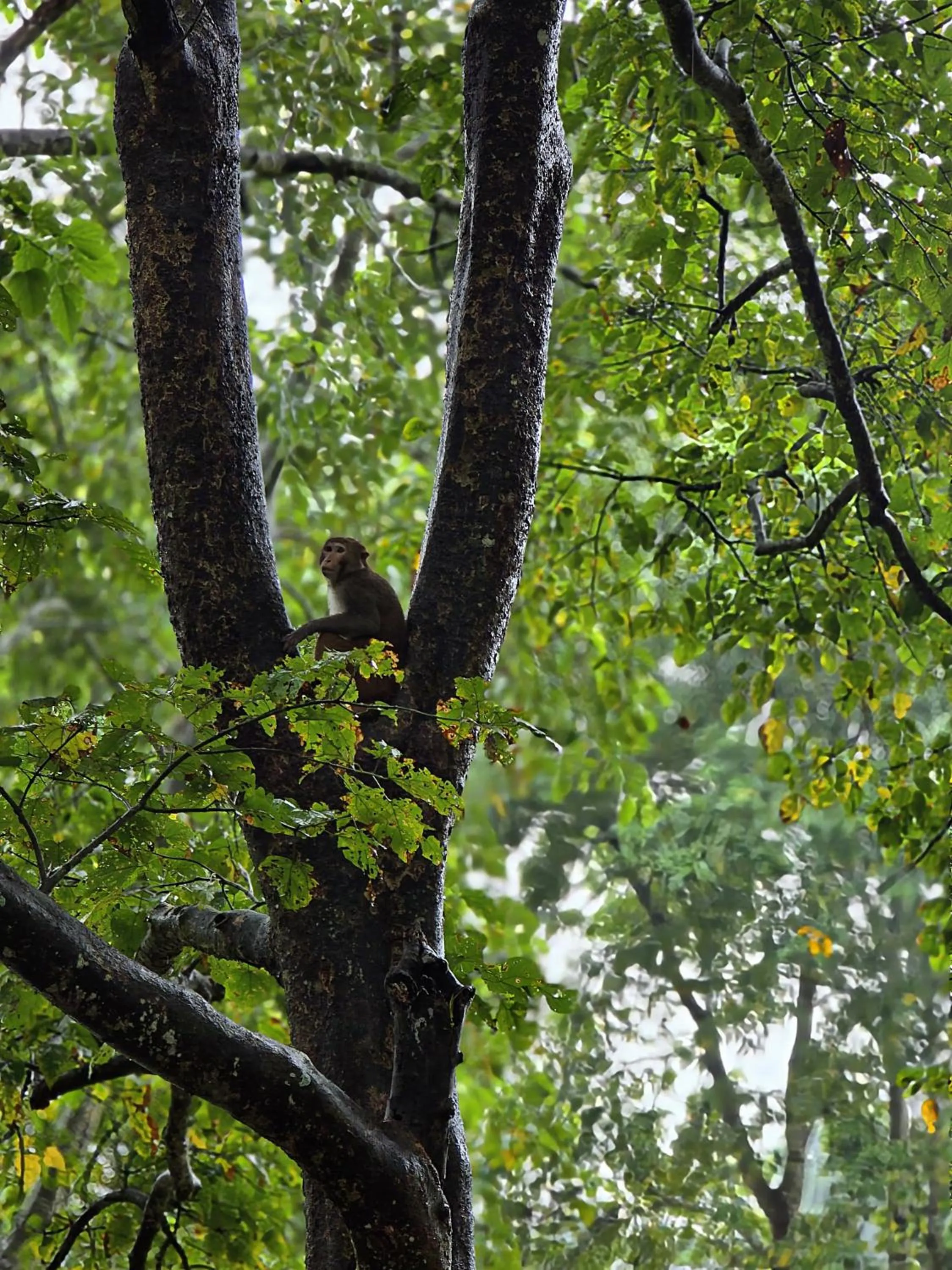 Natural landscape in Siddhartha Wildlife Retreat