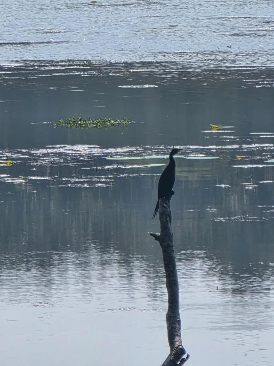Natural landscape in Siddhartha Wildlife Retreat