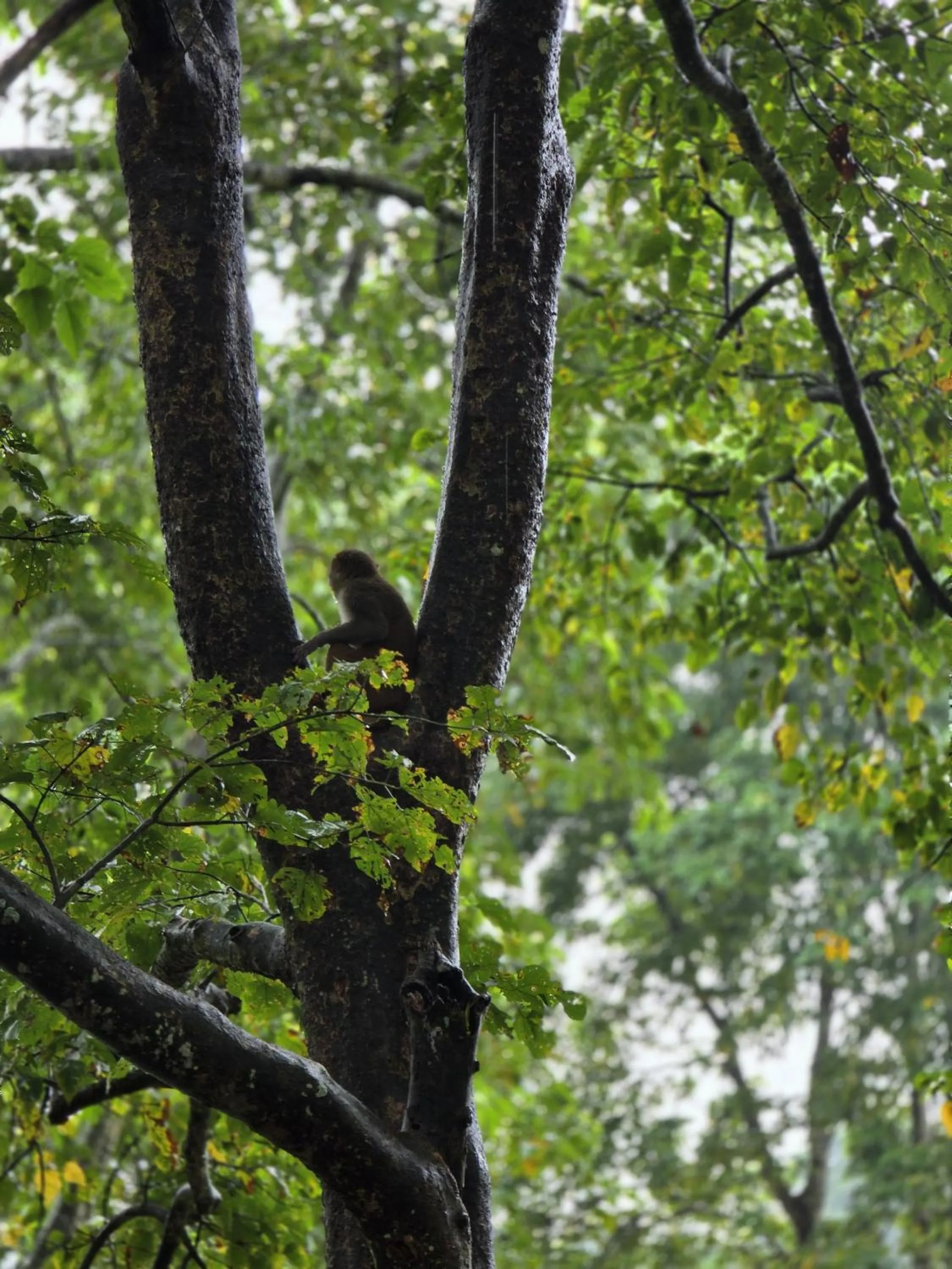 Natural landscape in Siddhartha Wildlife Retreat