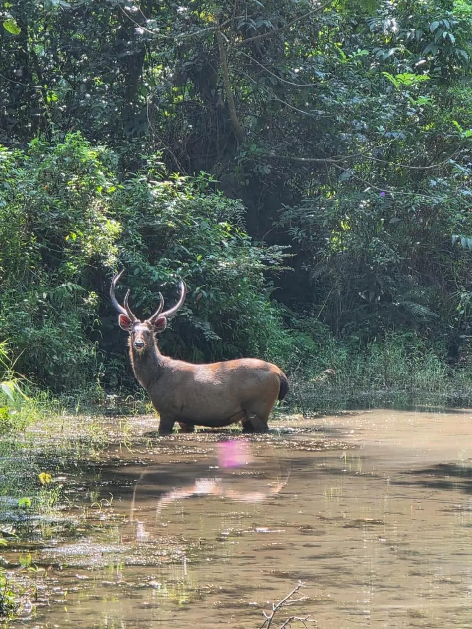 Natural landscape in Siddhartha Wildlife Retreat