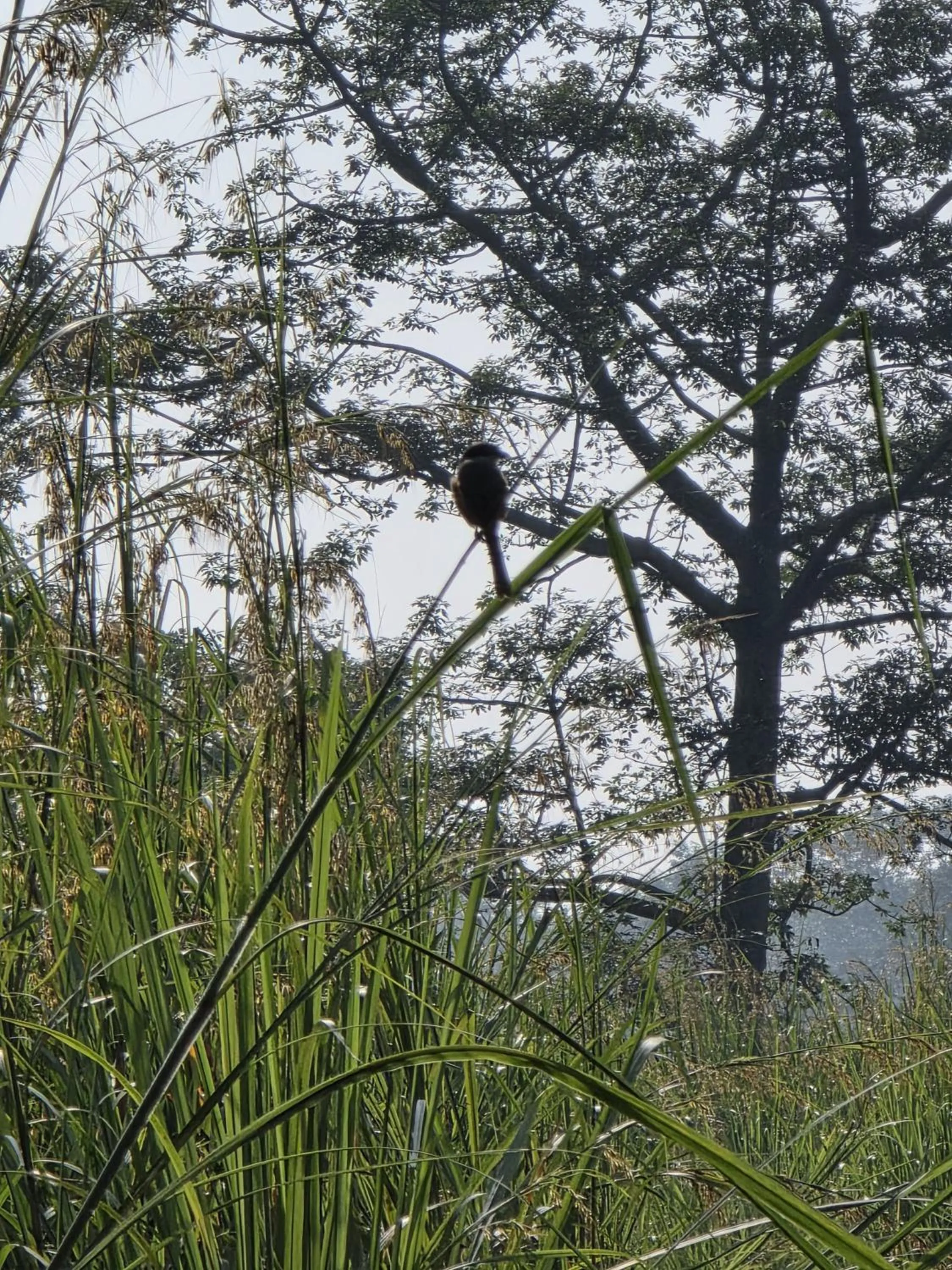 Natural landscape in Siddhartha Wildlife Retreat