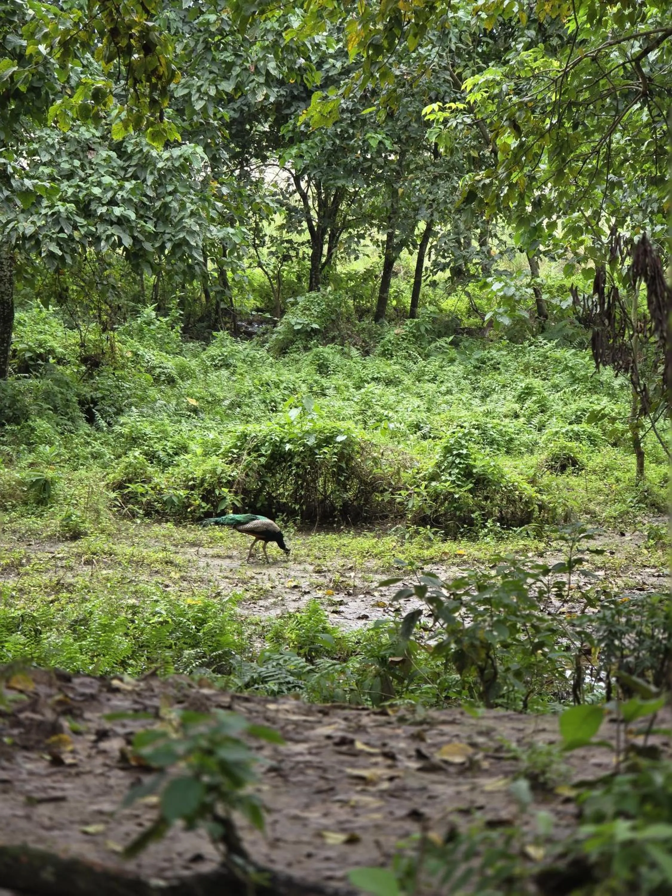 Natural landscape in Siddhartha Wildlife Retreat