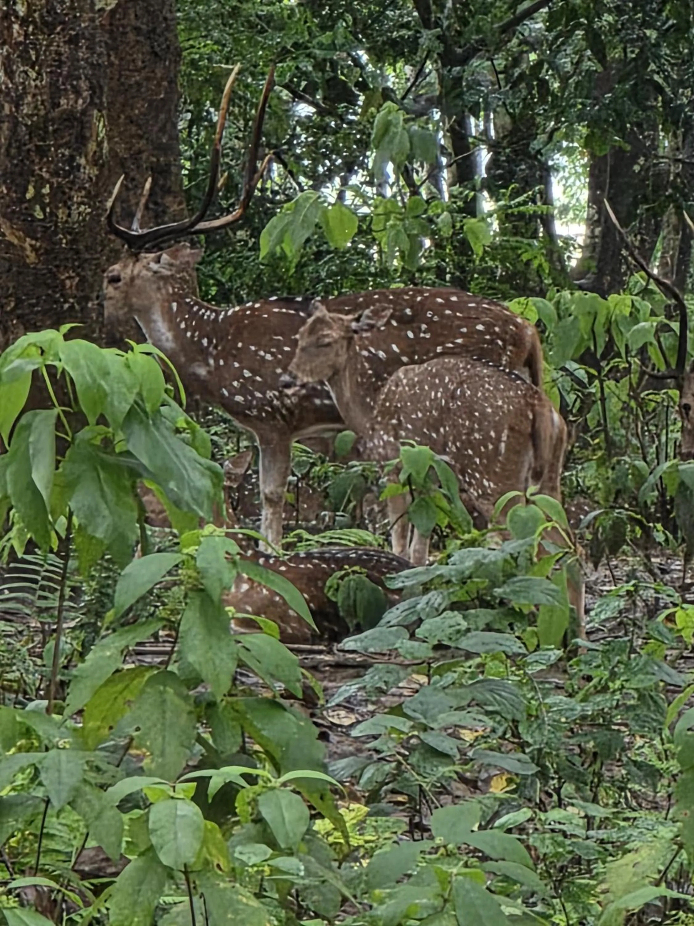Natural landscape in Siddhartha Wildlife Retreat