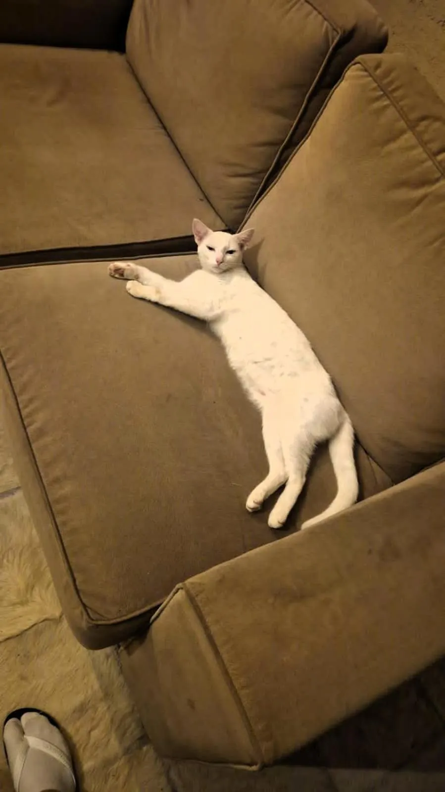 Pets in Estalagem Vila Suzana - Quadra de Beach Tennis Indoor