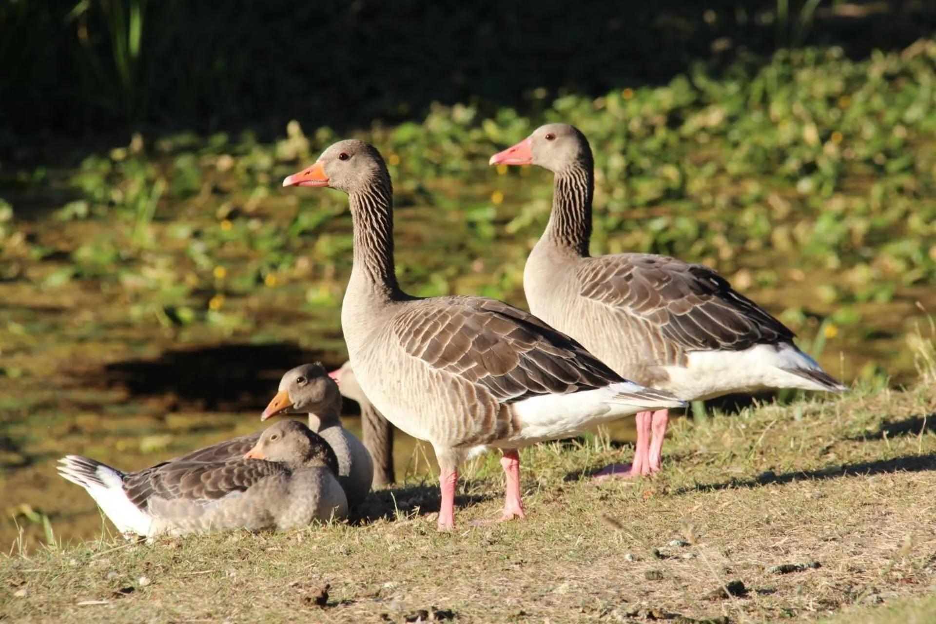 Natural landscape in Piccobello Bed & Breakfast Valløby Køge