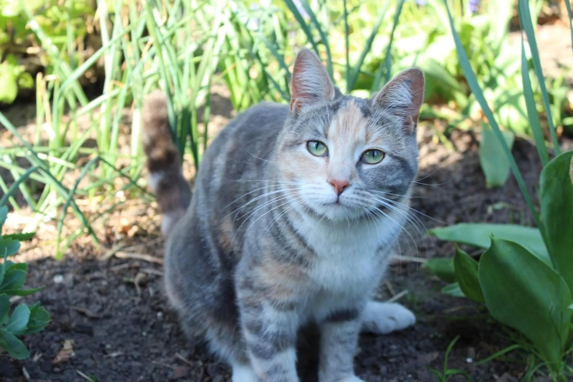 Pets in Piccobello Bed & Breakfast Valløby Køge