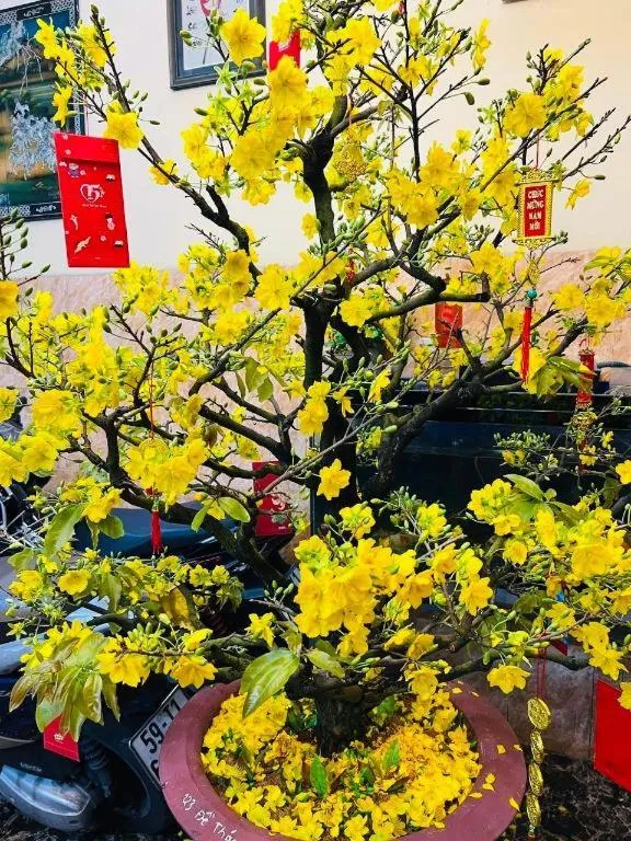 Son Tung Hotel - De Tham Street