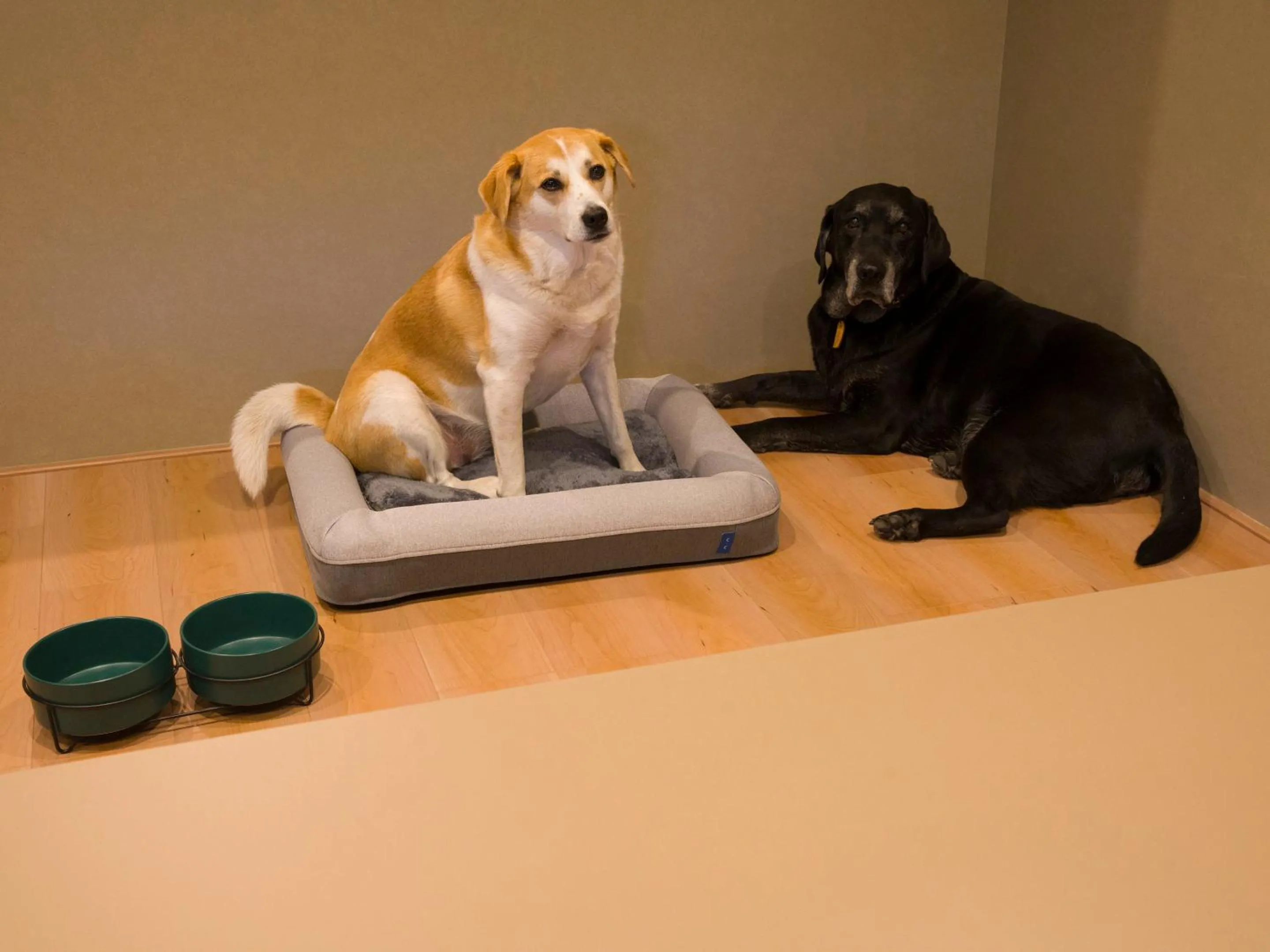pet friendly in Rakuten STAY VILLA Hakone Togendai