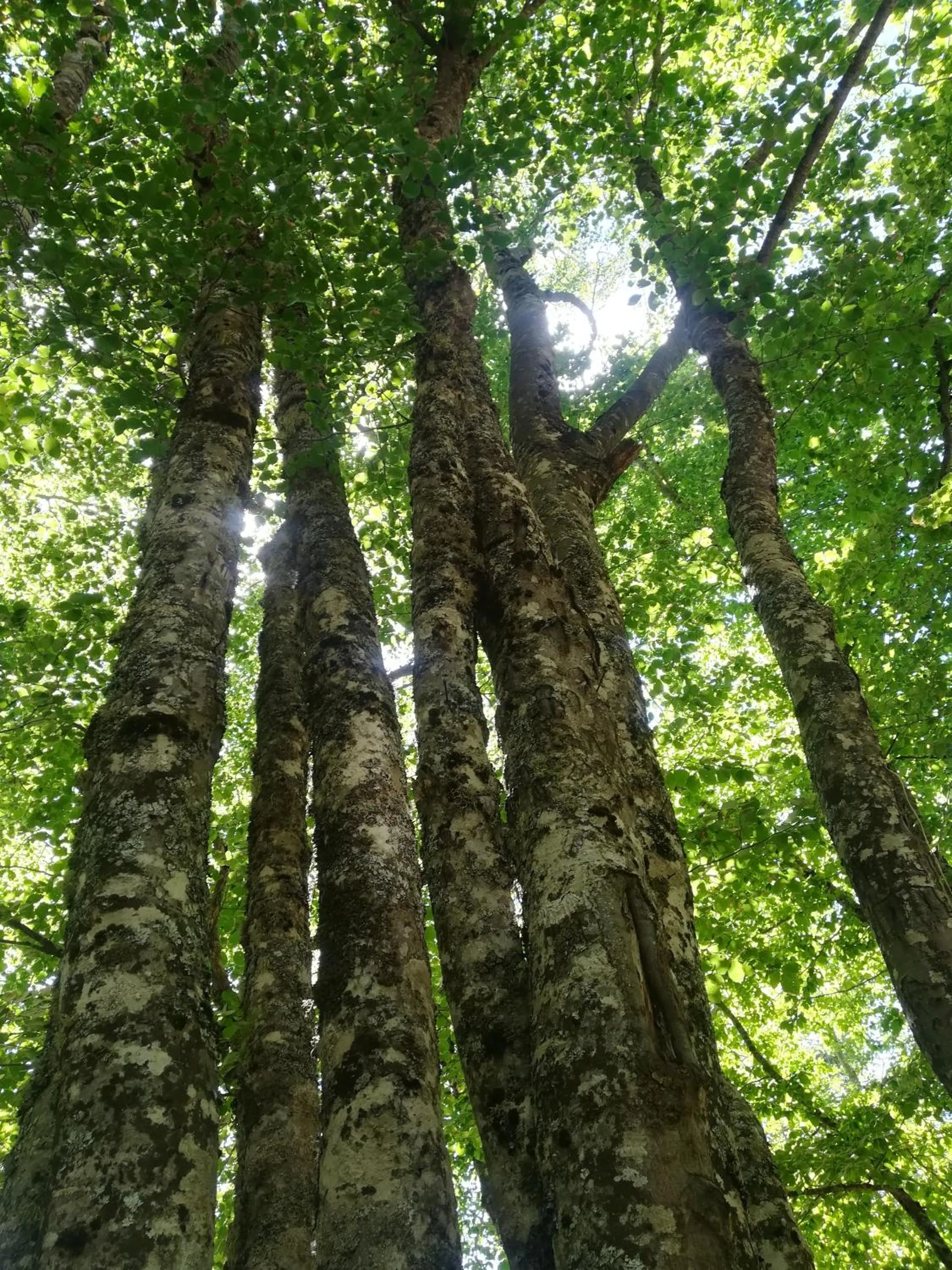 Other in B&B Le Ginestre